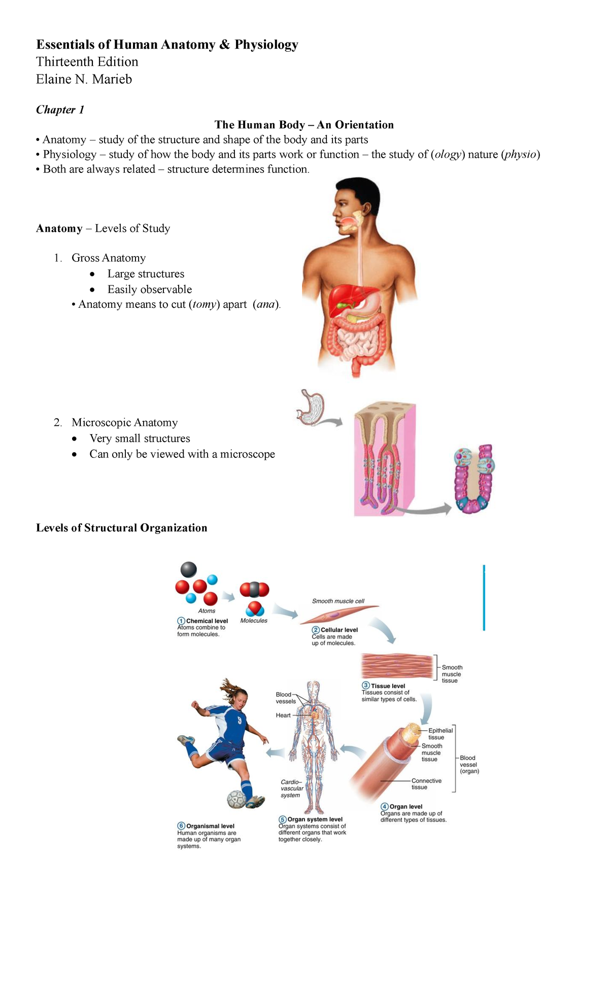 MC1 - Chapter 1: The Human Body - An Orientation in Anatomy - Studocu