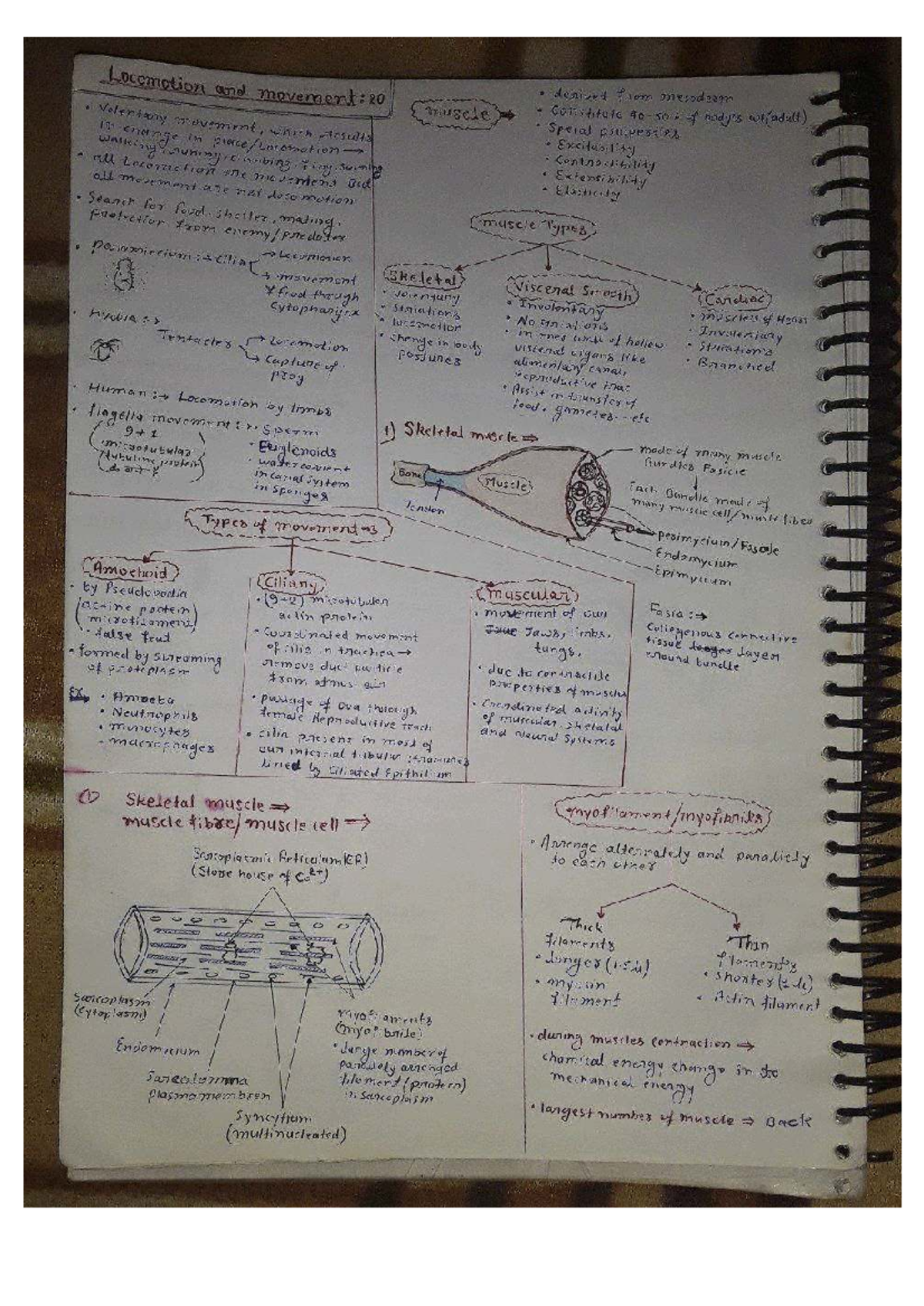Locomotion and Movement: Muscle Types and Functions in Biology - Studocu