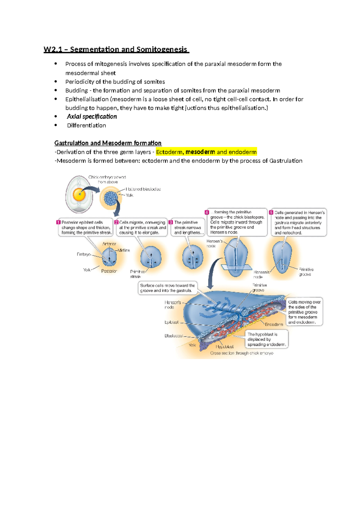W2.1 – Segmentation and Somitogenesis - W2 – Segmentation and ...