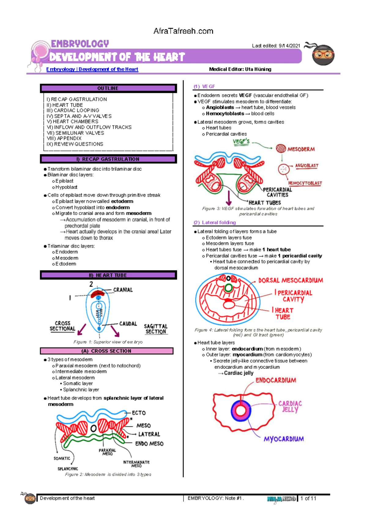 EMBRYOLOGY 20-20: Development of the Heart - Note #1 - Studocu