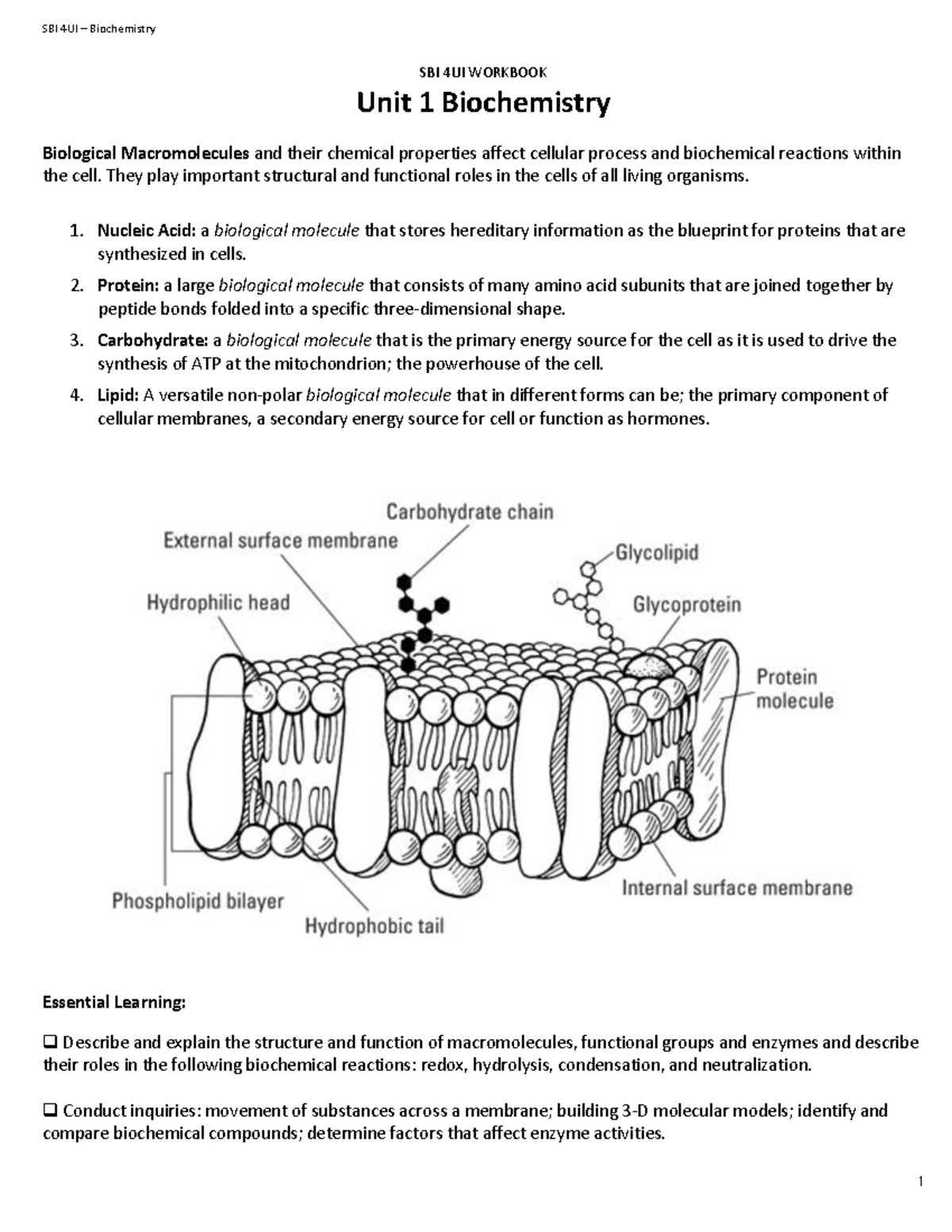 Unit 1 Biochemistry Review: SBI 4UI Study Notes and Workbook - Studocu