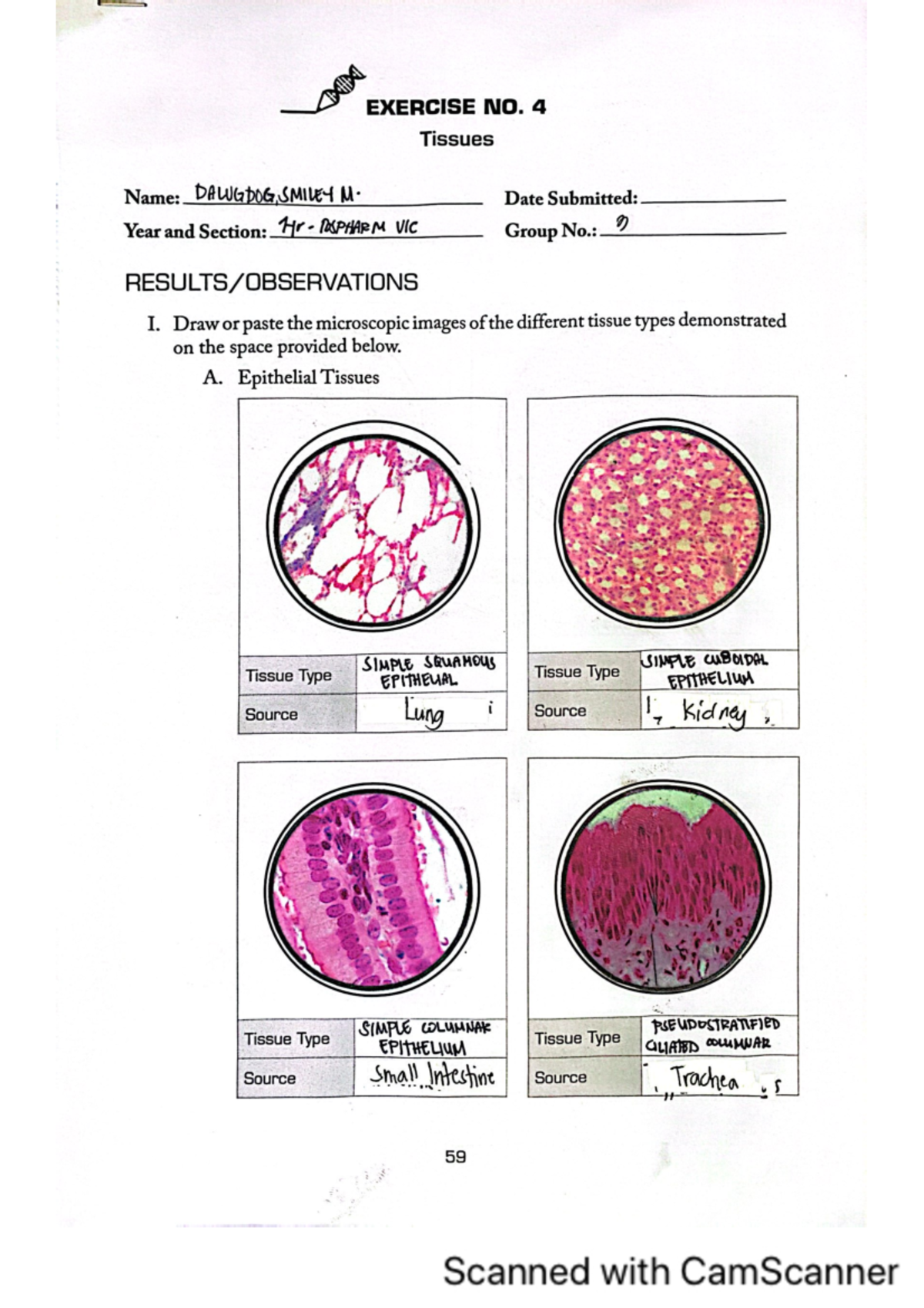 Exercise No. 4: Microscopic Anatomy of Tissues and Their Functions ...