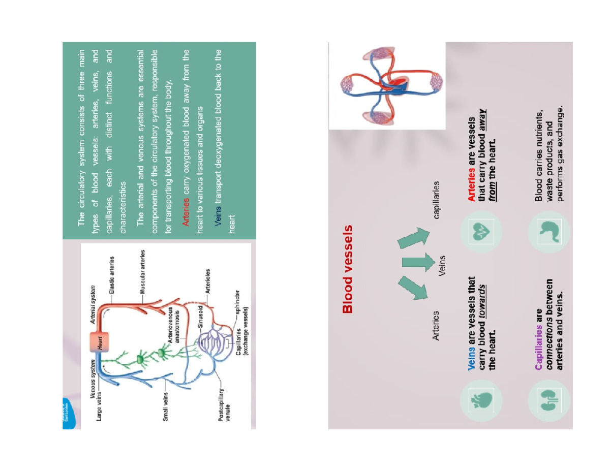 Blood Vessels: Structure and Function in the Circulatory System (UEL ...
