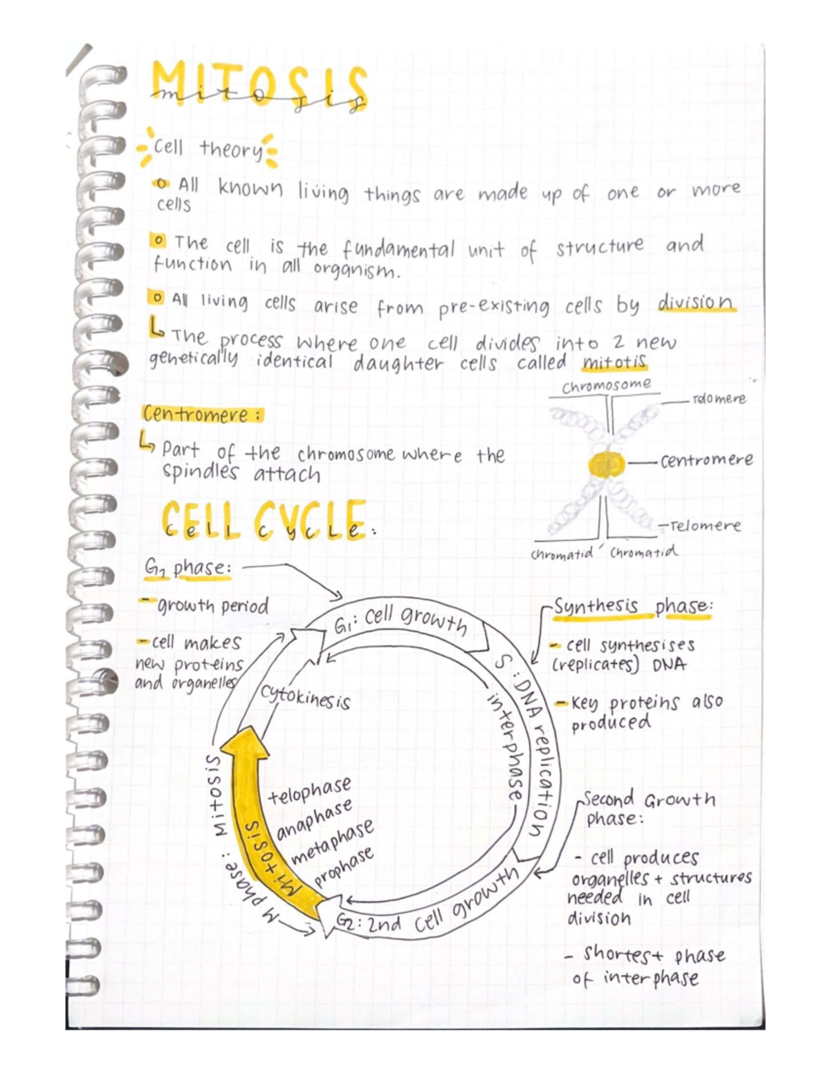 Mitosis: Understanding Cell Division and the Cell Cycle - Studocu