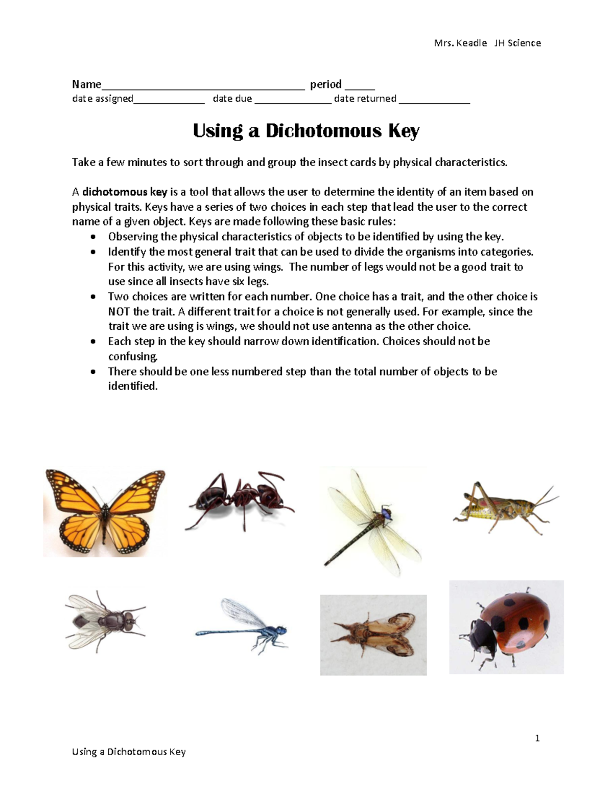 Using a Dichotomous Key for Insect Classification: Lab Guide - Studocu