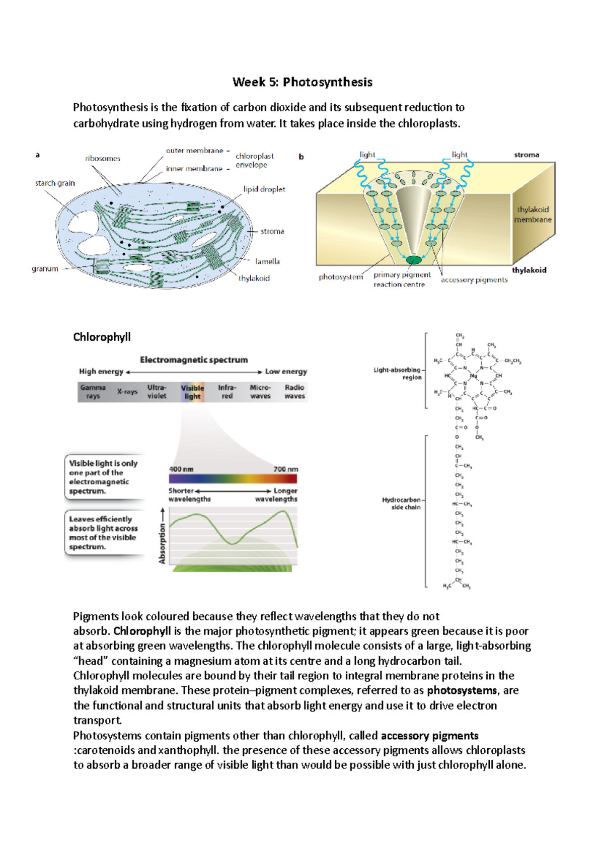 BIO1011 Week 5 Lecture Notes on Photosynthesis Summary - Studocu