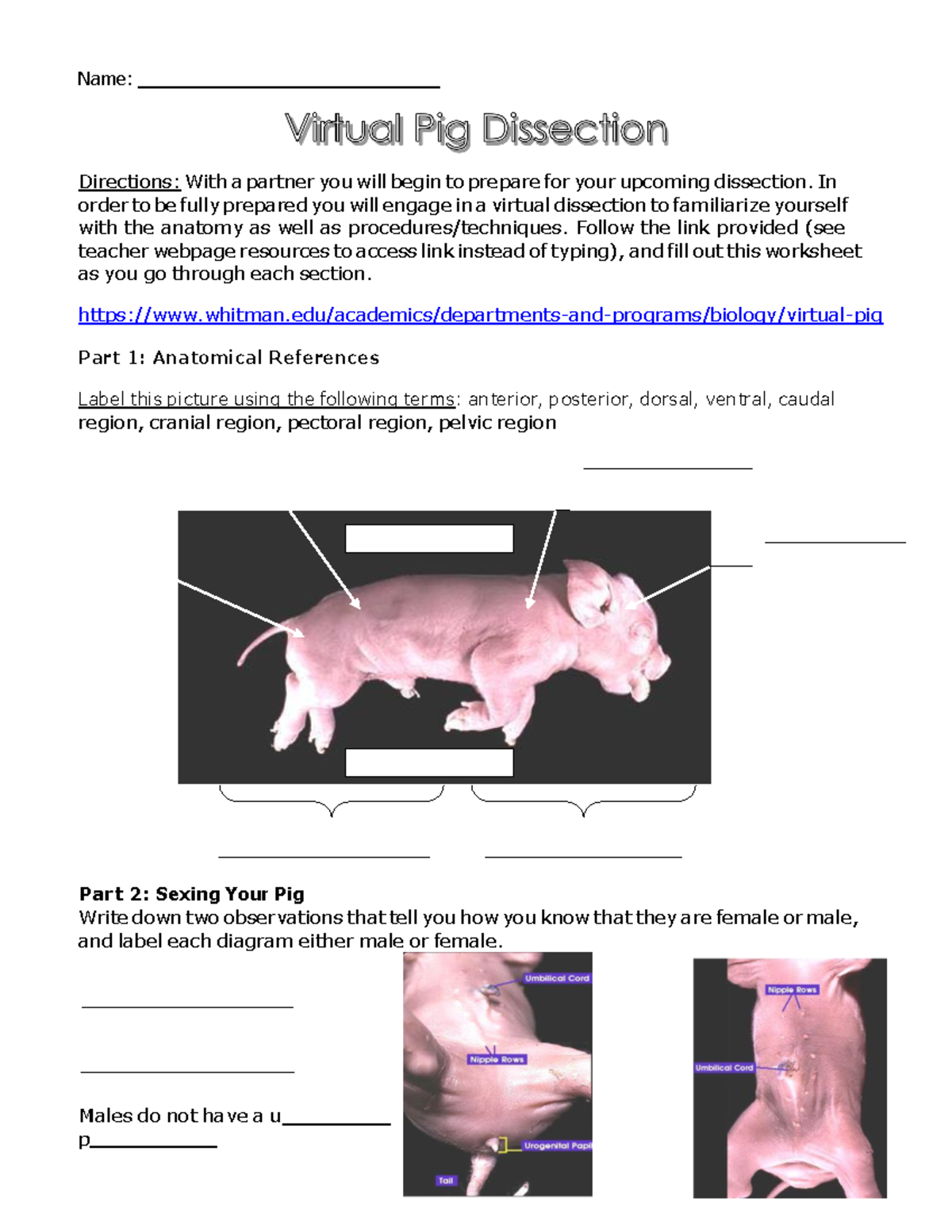 Fetal Pig External Anatomy Pig Heart Diagram Labeled : Biological