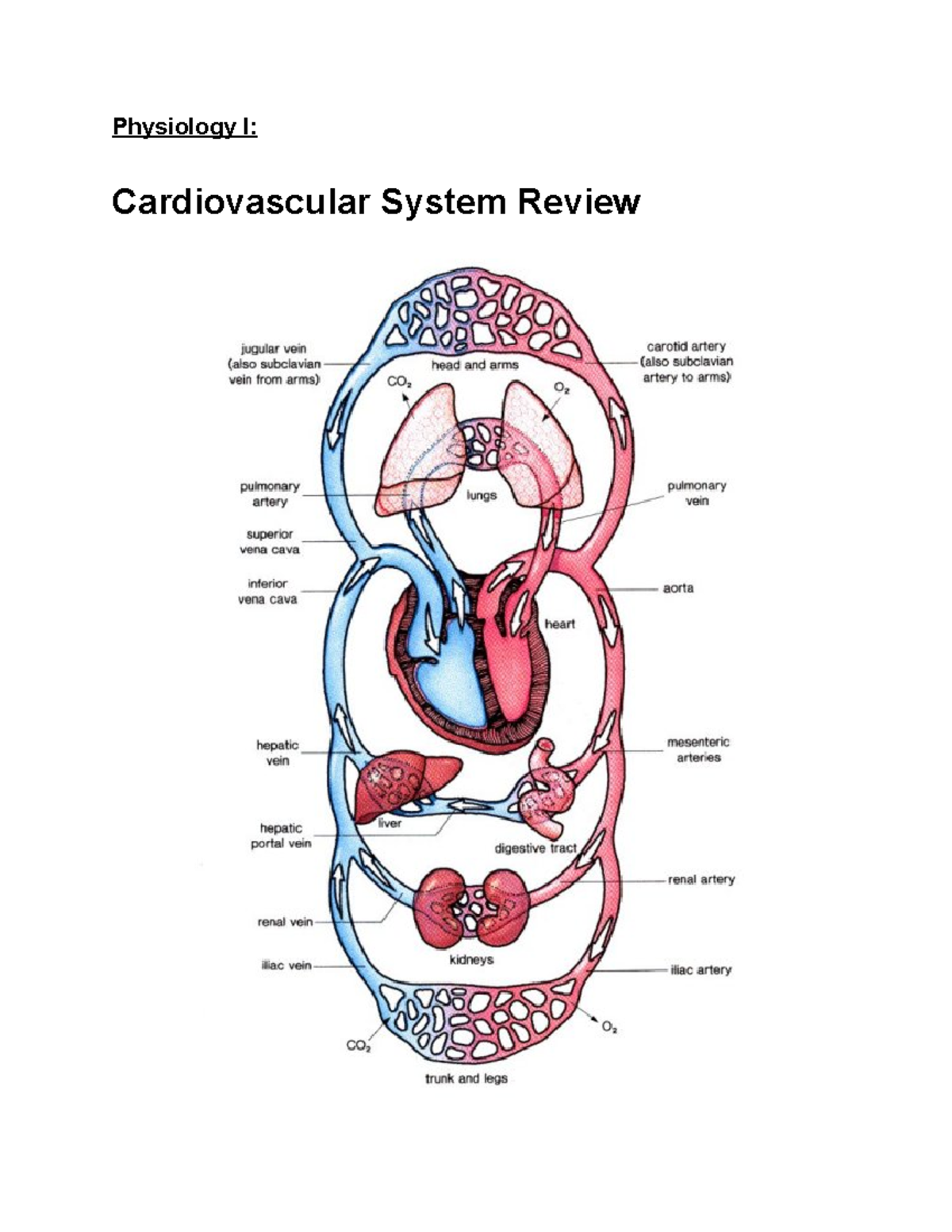 MCAT Notes: Biology - Physiology I Cardiovascular System Overview - Studocu