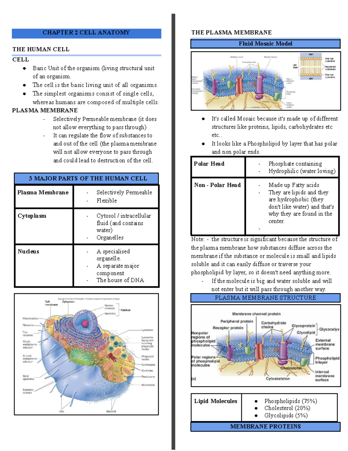 Chapter 2: Cell Anatomy - The Plasma Membrane and Human Cell Structure ...