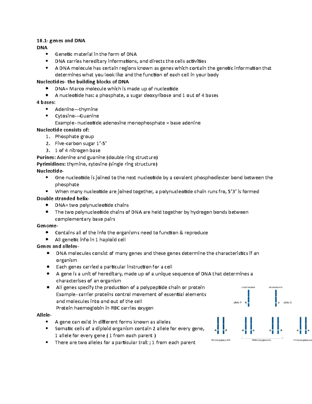 Genes and DNA Study Notes (10.1) - Overview of Genetic Basics - Studocu