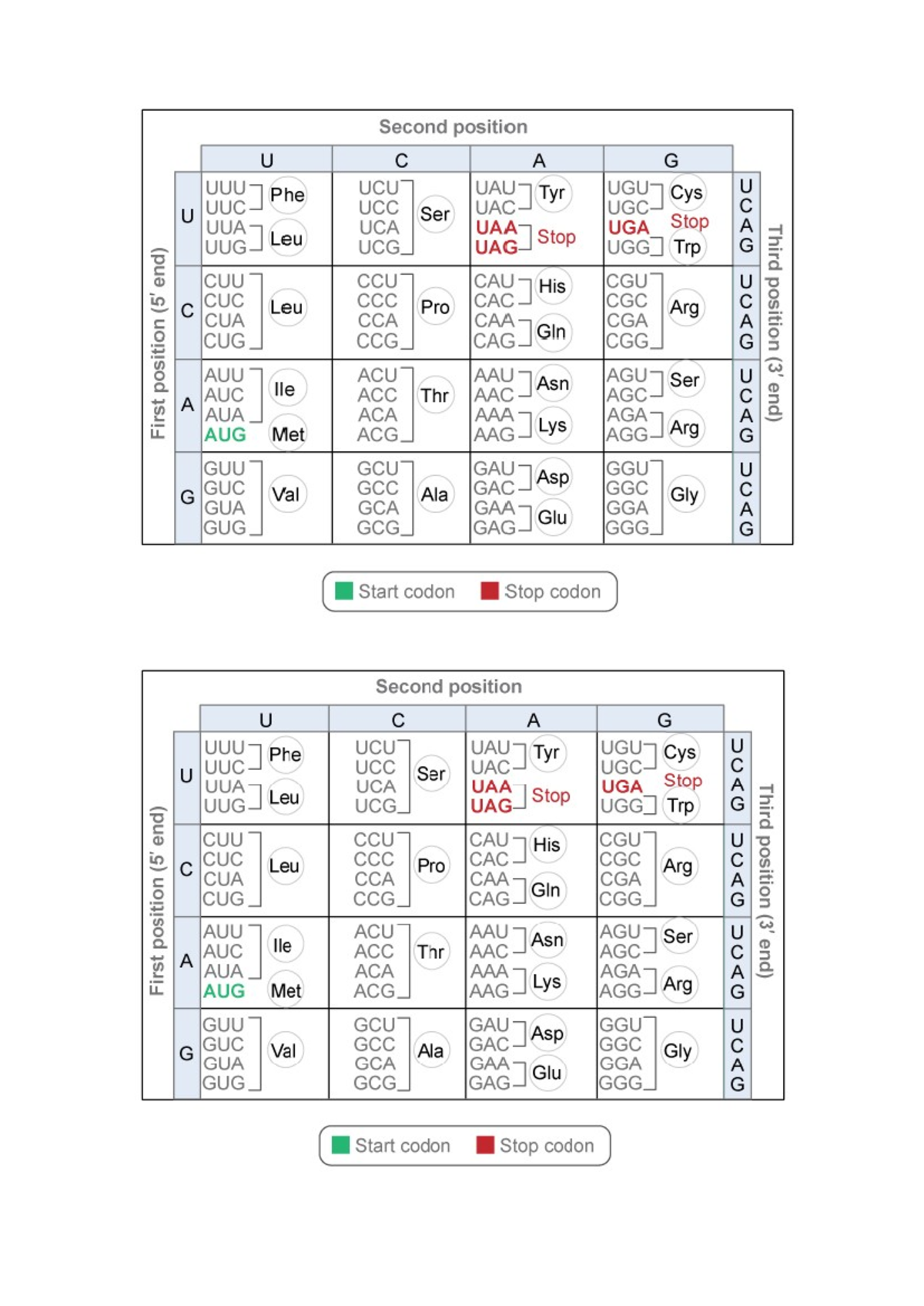 Codon Table for U C A G and Amino Acid Sequences - Studocu