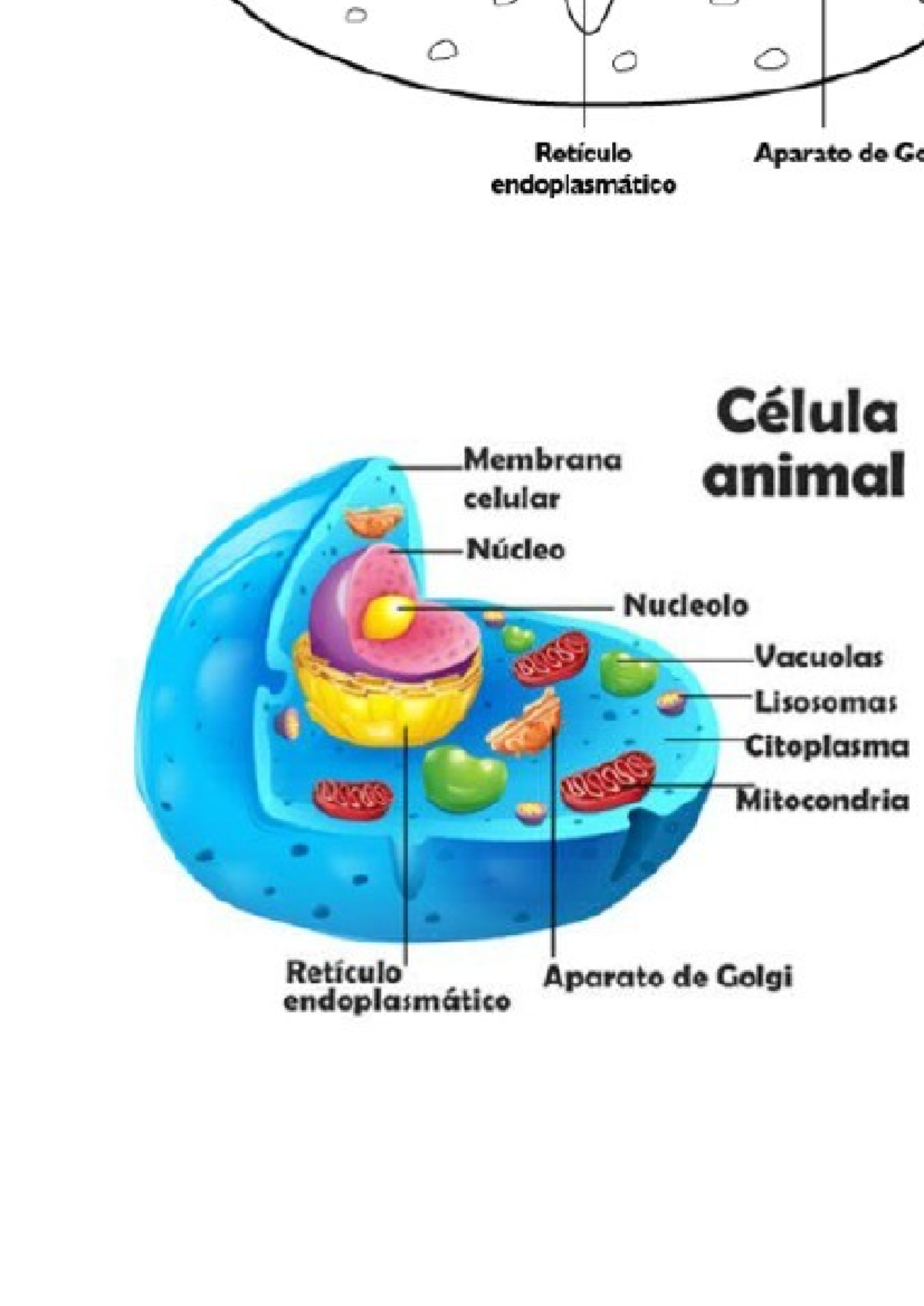 Membrana De Celula Animal Rotulada