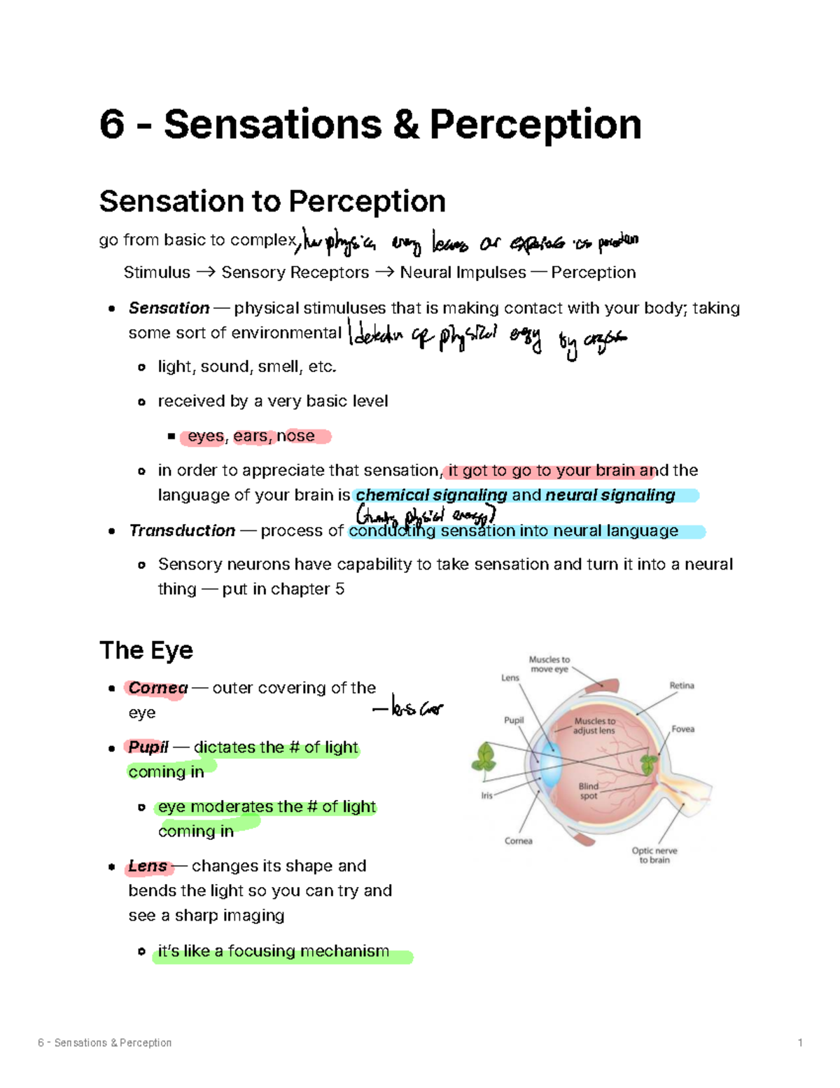6 - Sensations and Perception: From Basic Stimuli to Neural Processing ...