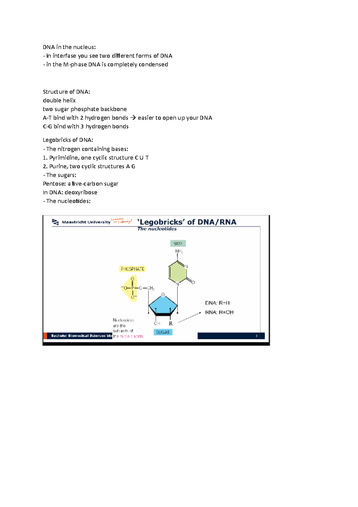 Lecture DNA Structure & Replication (BIOL 101) Notes - Studeersnel