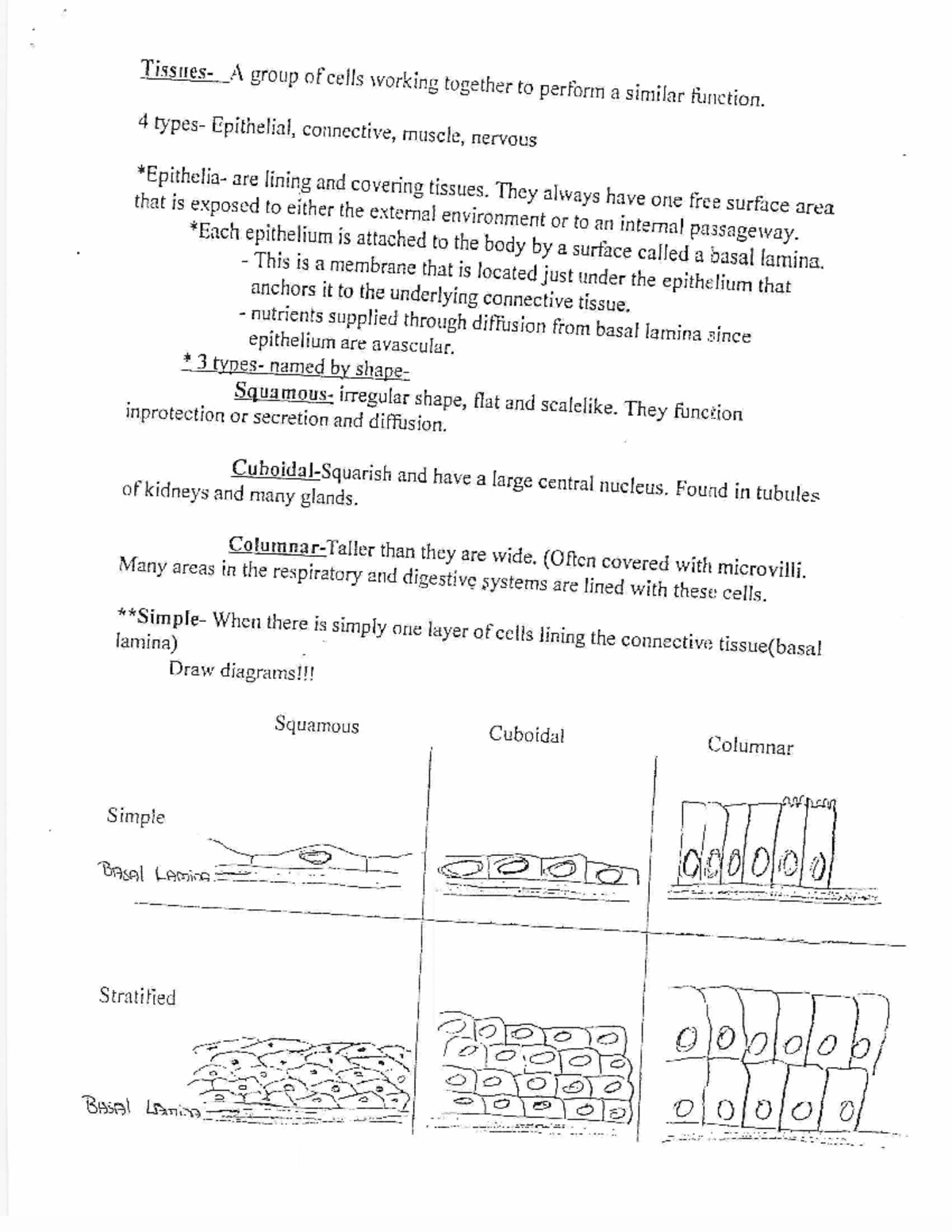 Epithelial & Connective Tissues Overview: Structure and Function ...