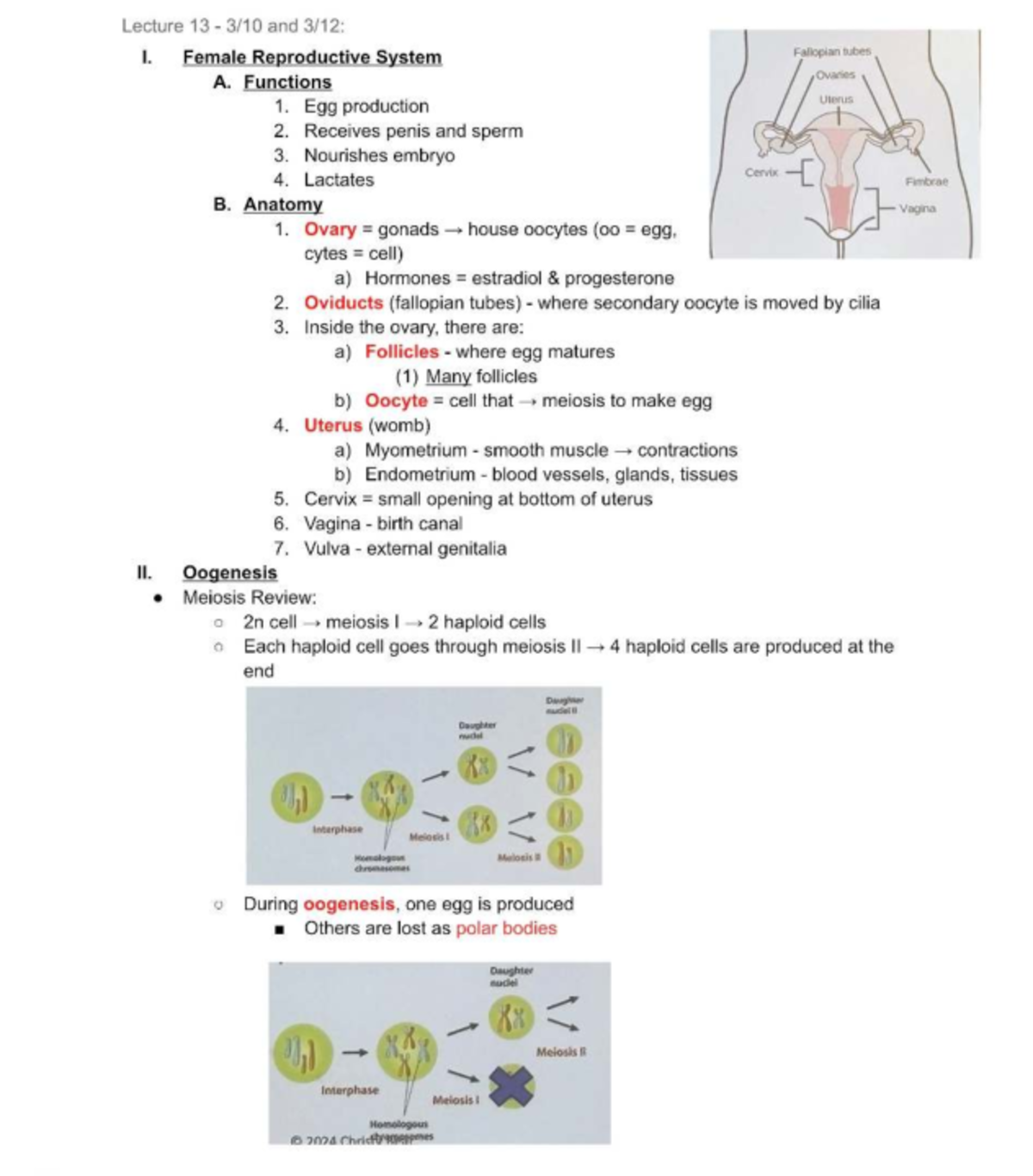 Exam 2 Notes - Lecture 13: Female Reproductive System Overview - Studocu
