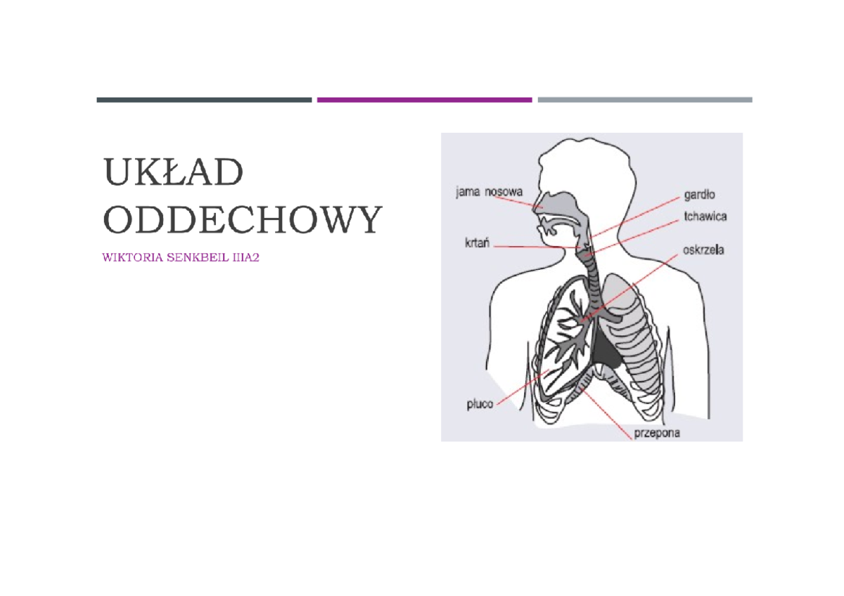 Test Biologia Klasa 7 Uklad Oddechowy - Układ oddechowy (w formie prezentacji) - Biologia rozszerzona - Studocu