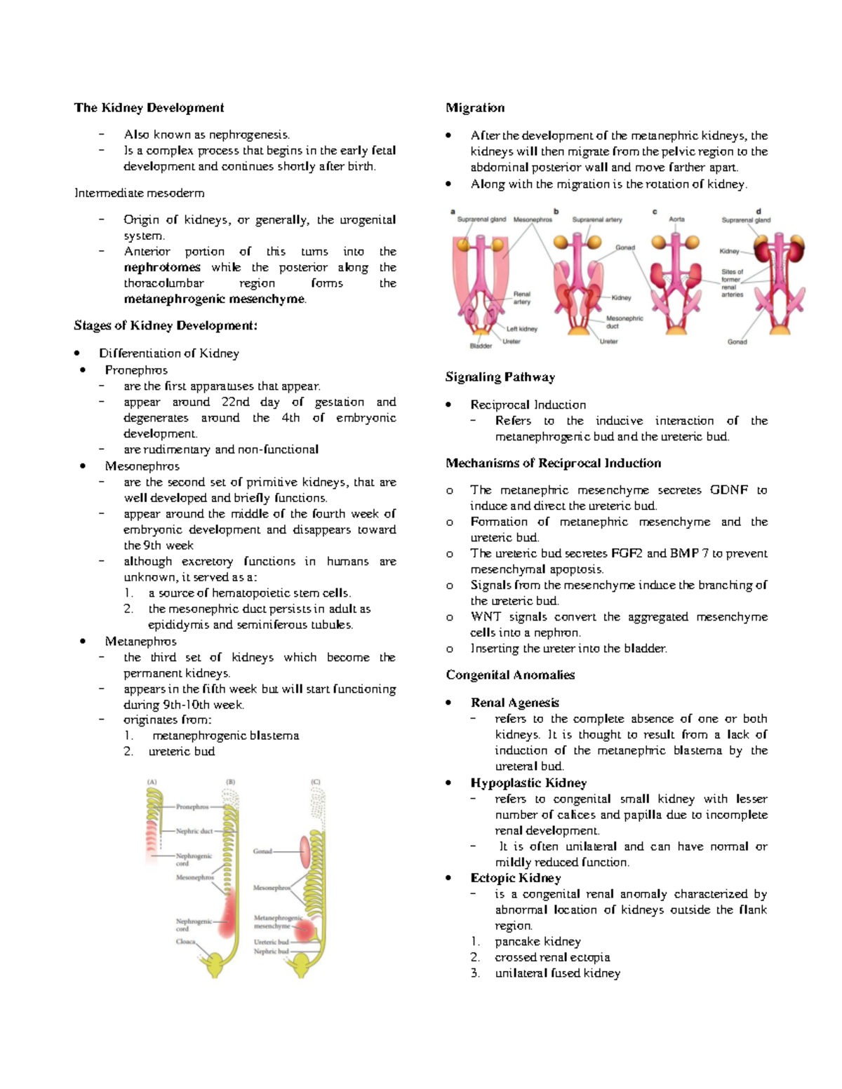 The Kidney Development - Is a complex process that begins in the early ...