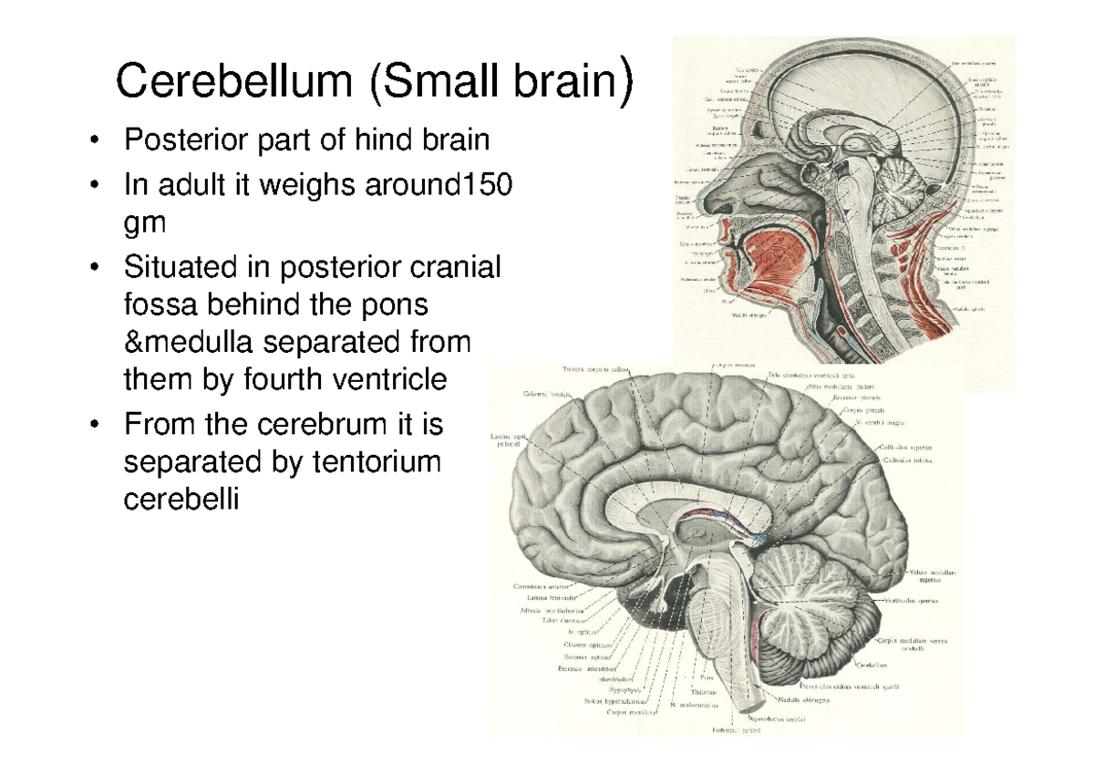 Cerebellum: Structure and Function Overview - Studocu