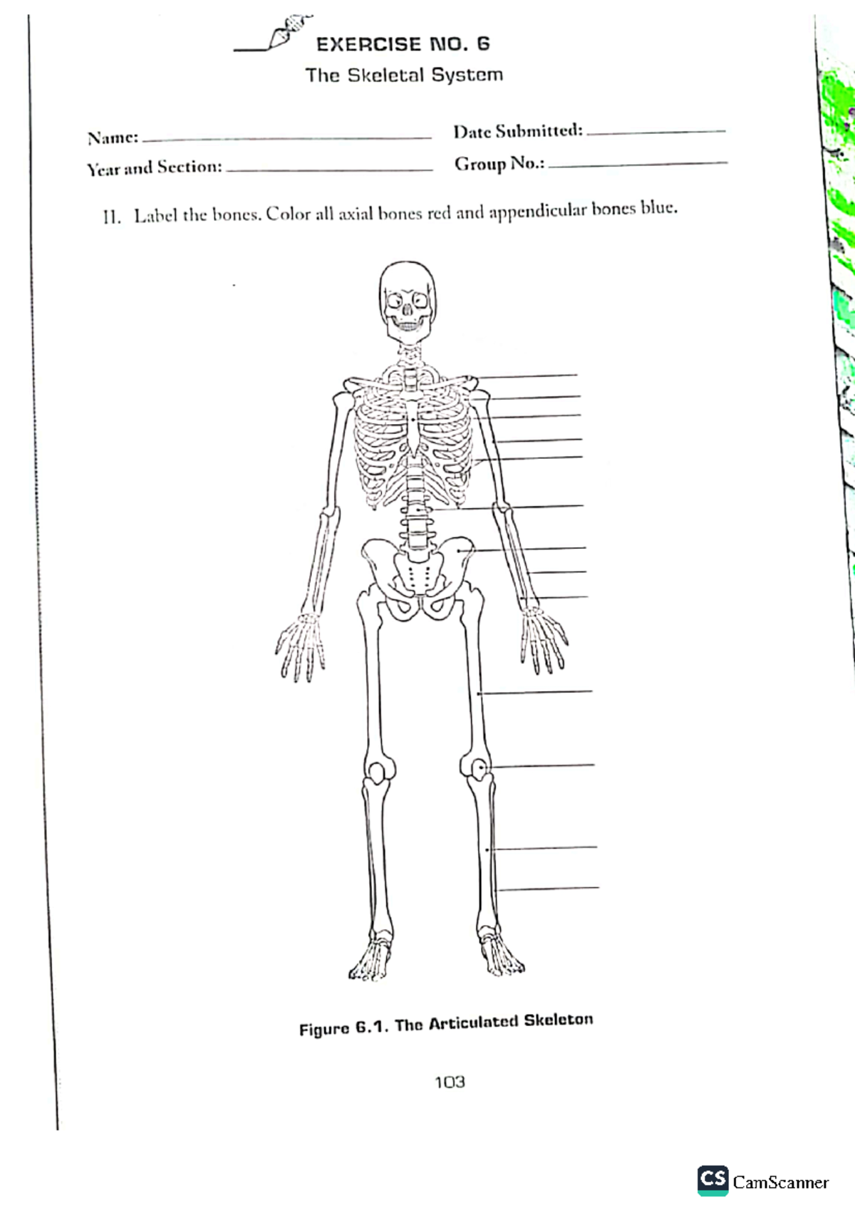 Exercise 6: The Skeletal System Analysis - Color and Label Bones - Studocu