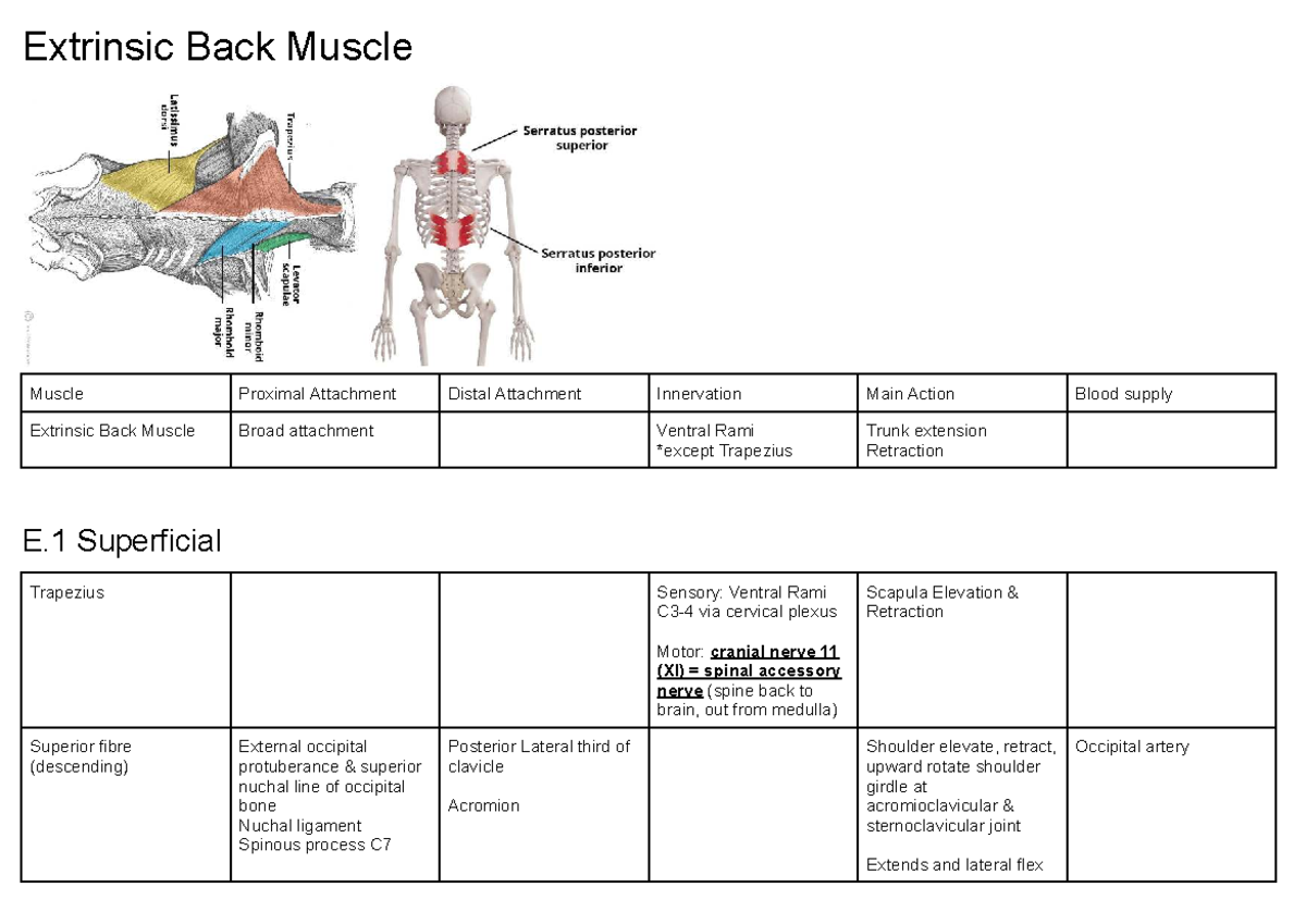 L2 Extrinsic & Intrinsic Back Muscles Study Notes - Anatomy Exam - Studocu