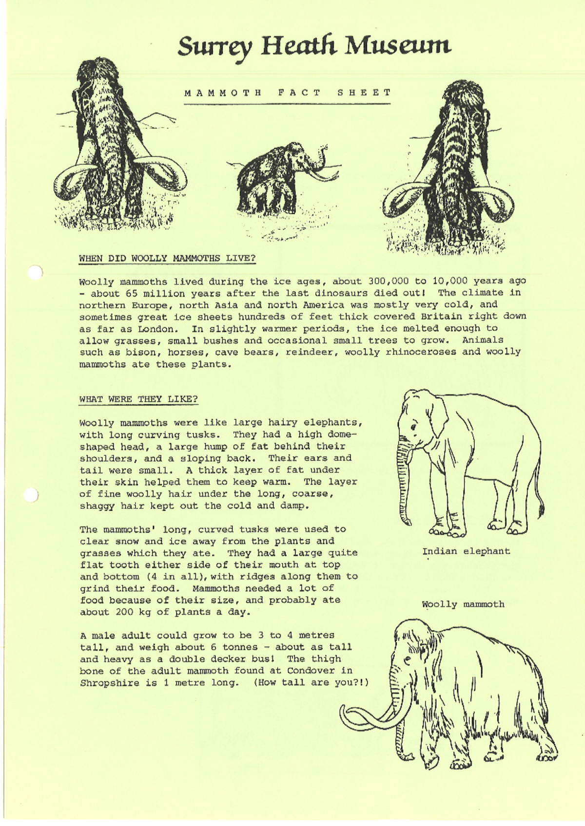 Woolly Mammoth Fact Sheet