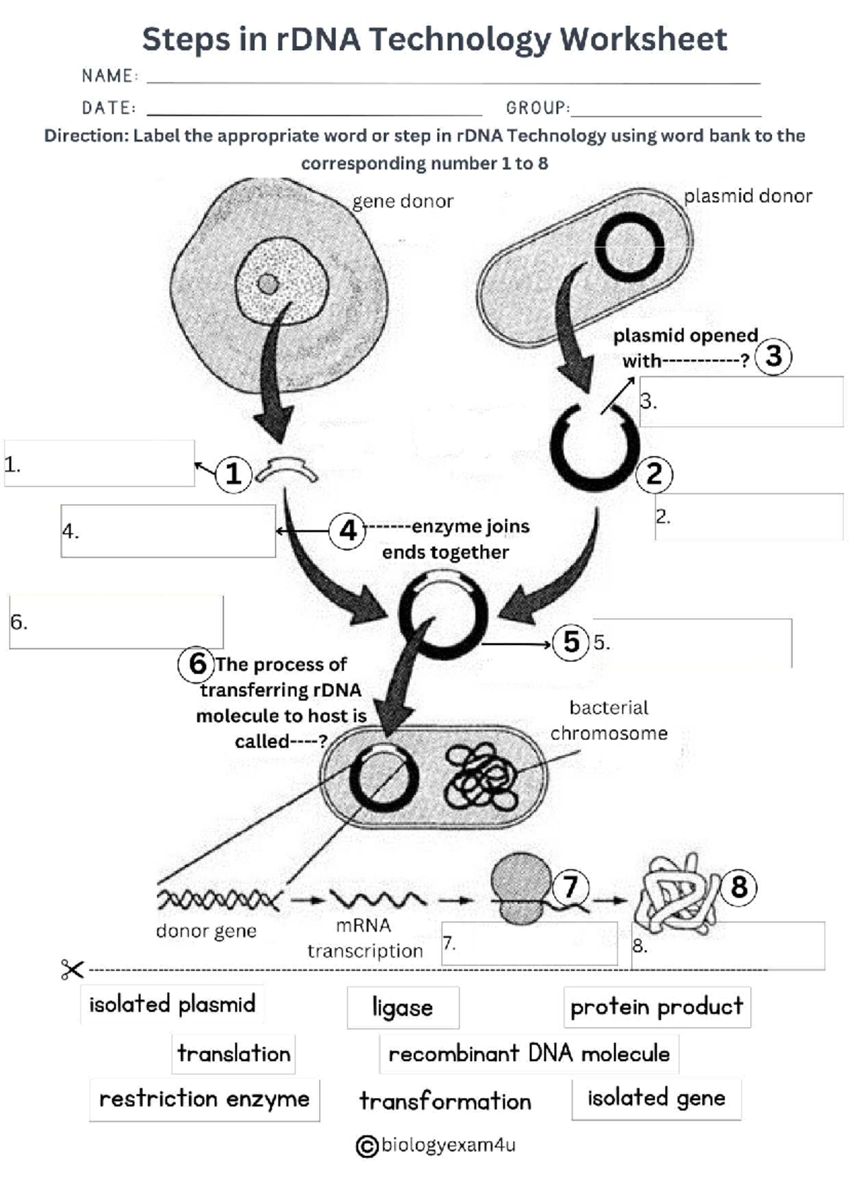 Recombinant DNA Technology Worksheet (C Biology Exam) - Studocu