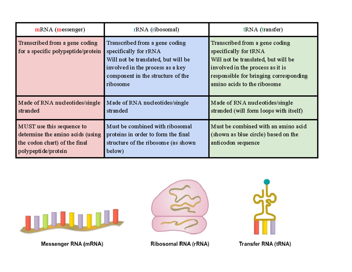 Polypeptide Sequence Chart