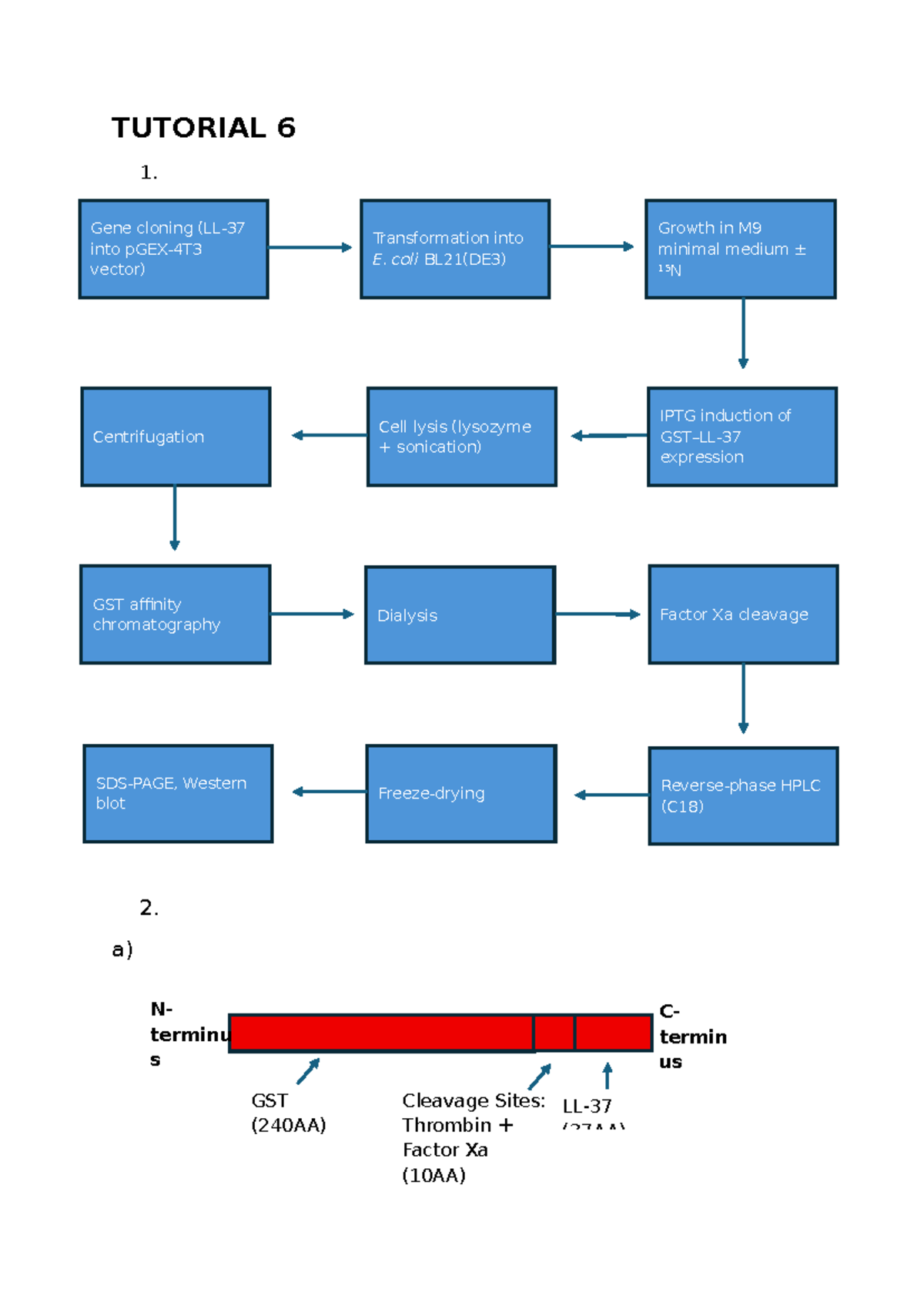 Tutorial 6 KM: Answers on Protein Purification Techniques - Studocu