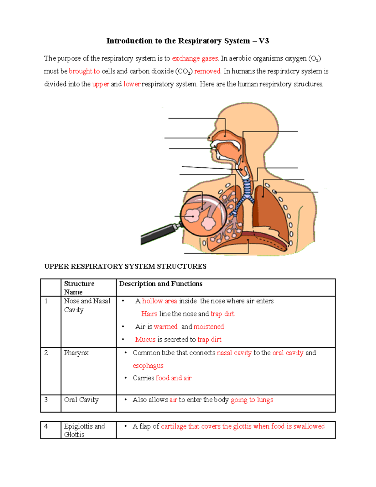 Respiratory System Worksheet: Structures and Functions Overview - Studocu