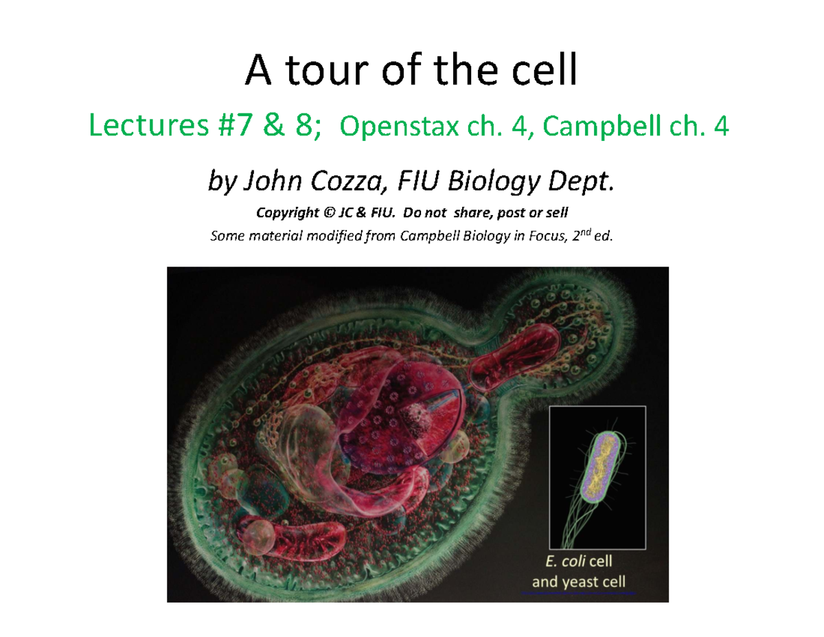 A Tour of Cells: Prokaryotic & Eukaryotic Structures (BIOL 101) - Studocu
