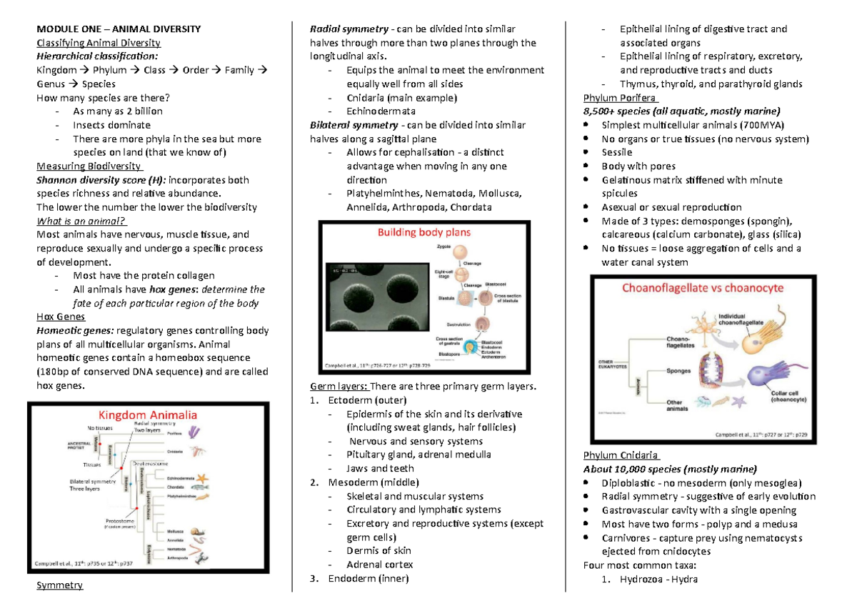 BIOL112 Final Exam Notes: Animal Diversity & Evolution Insights - Studocu