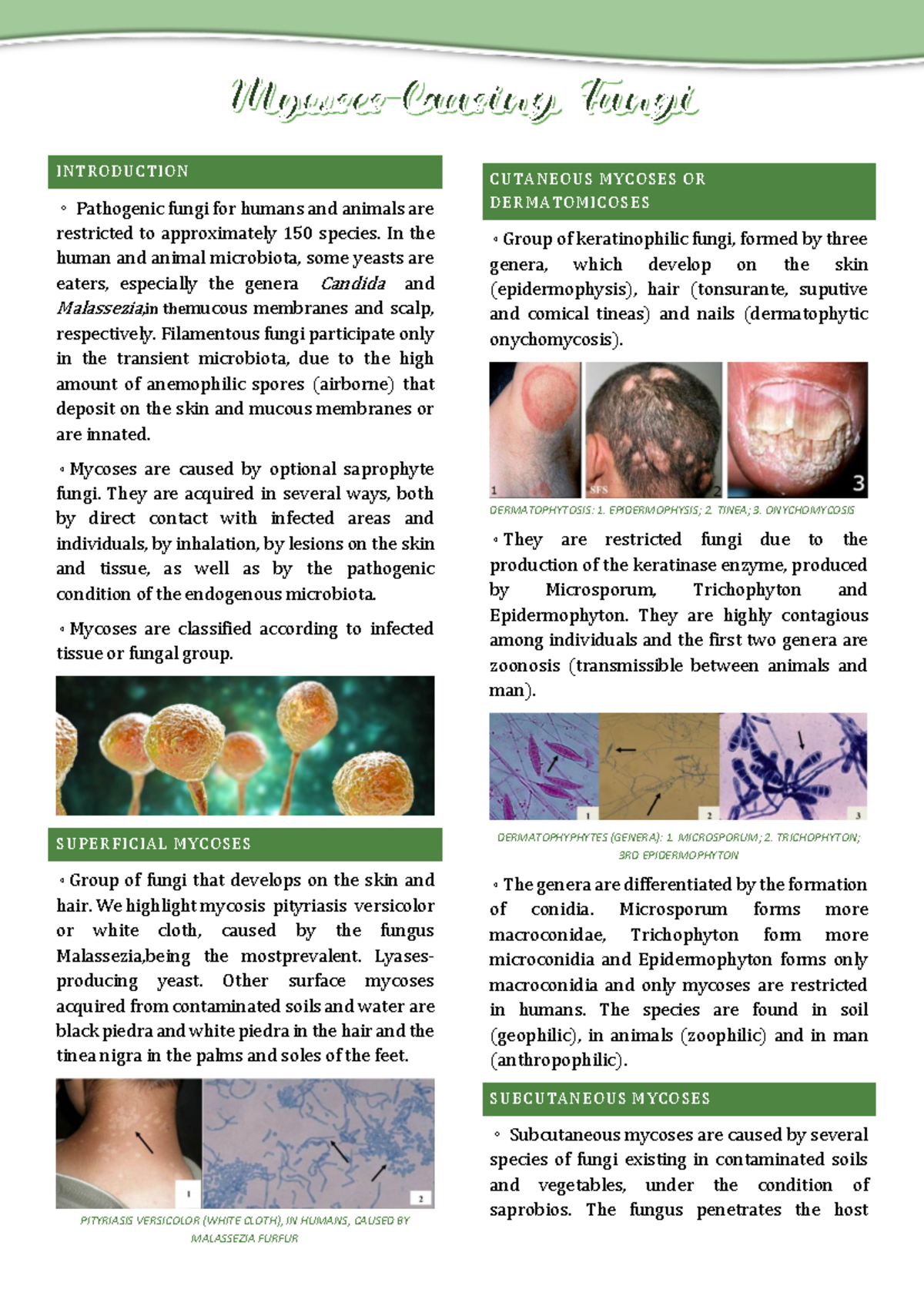Human Pathogenic Fungi Examples