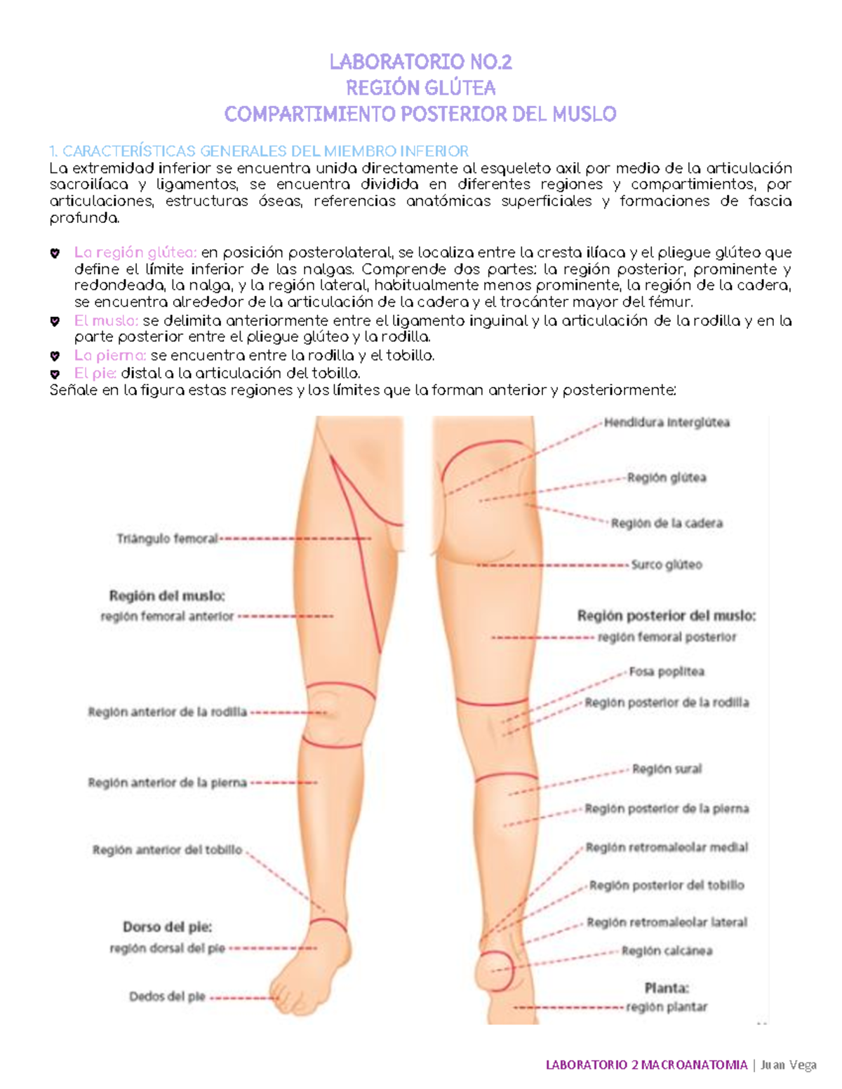 Laboratorio 2: Anatomía de la Región Glútea y Compartimiento Posterior del  Muslo - Studocu, image size:1200x1553