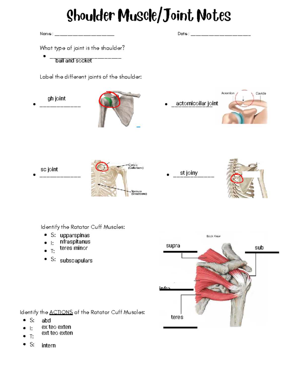 Shoulder Muscle Notes - diddy ...