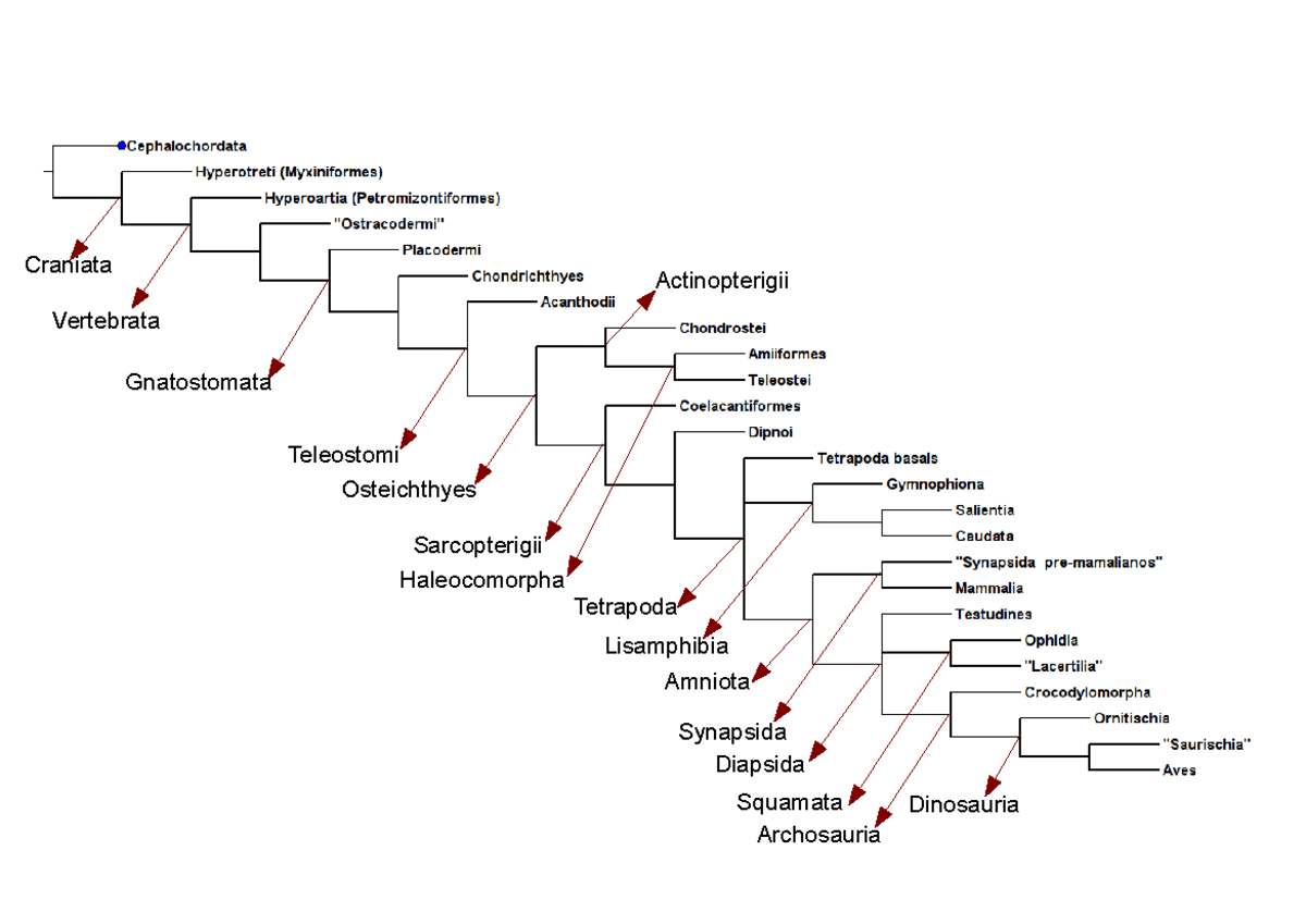 Cladograma Anatomia comparada - Craniata Vertebrata Gnatostomata ...