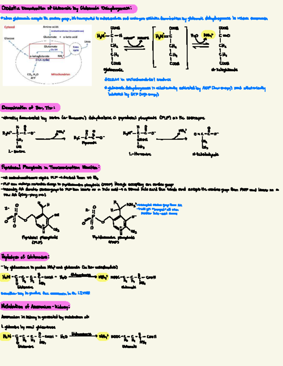 Final Study Guide 2: Simplified Amino Acid Metabolism - Studocu
