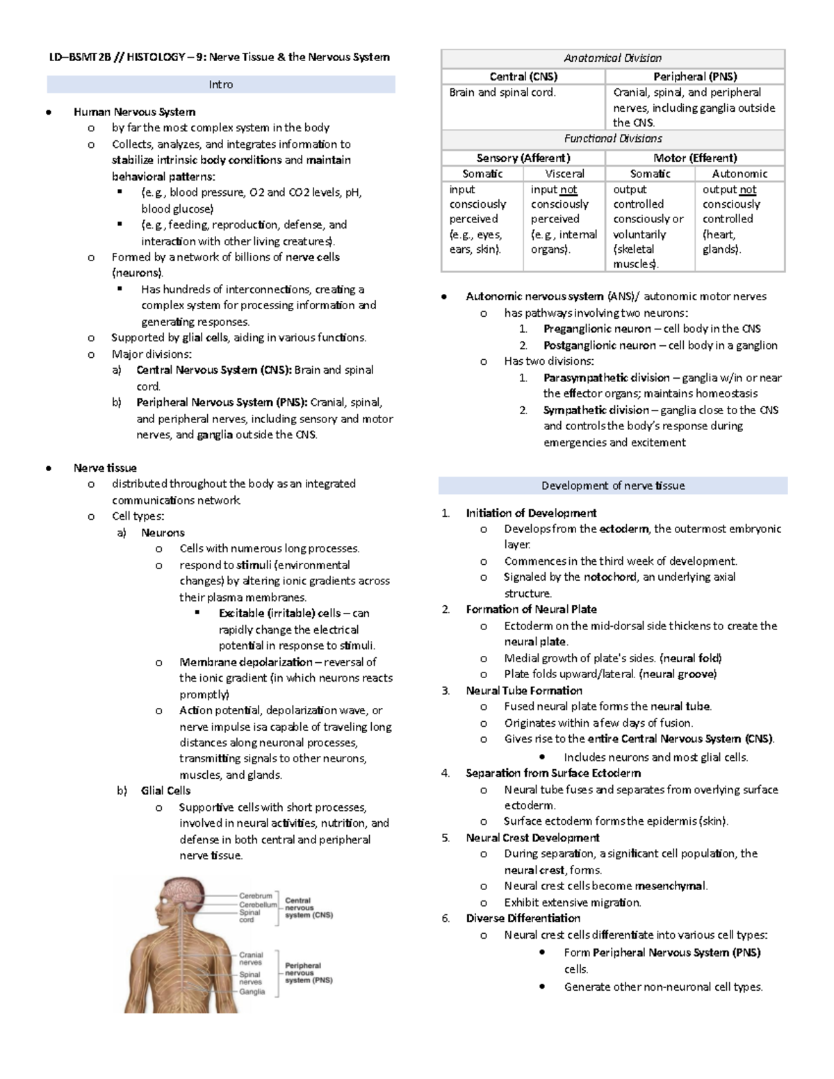 Histology - BSMT2B Chapter 9: Nerve Tissue & Nervous System Overview ...