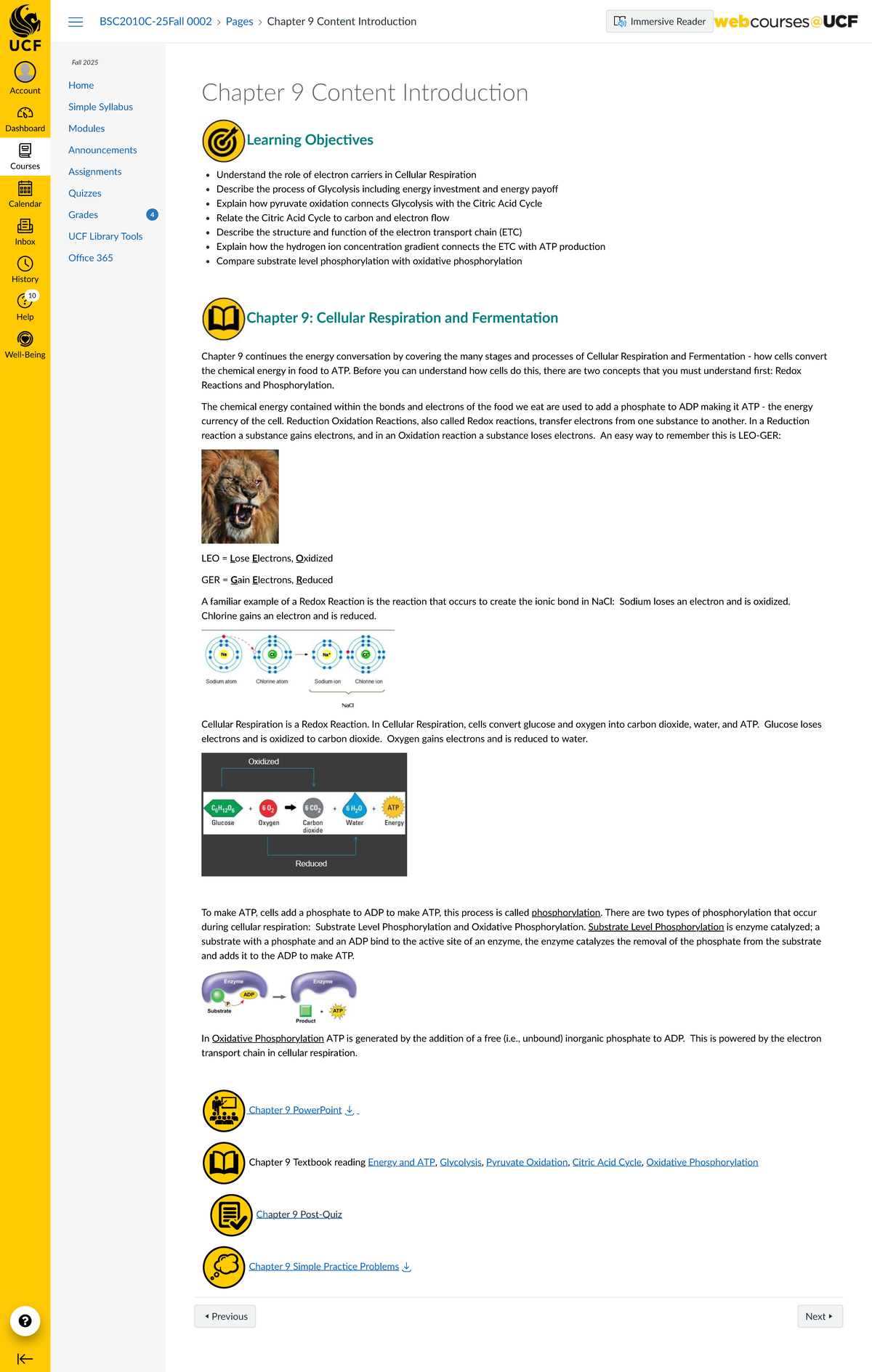 Chapter 9: Cellular Respiration & Fermentation Overview (BSC2010C ...