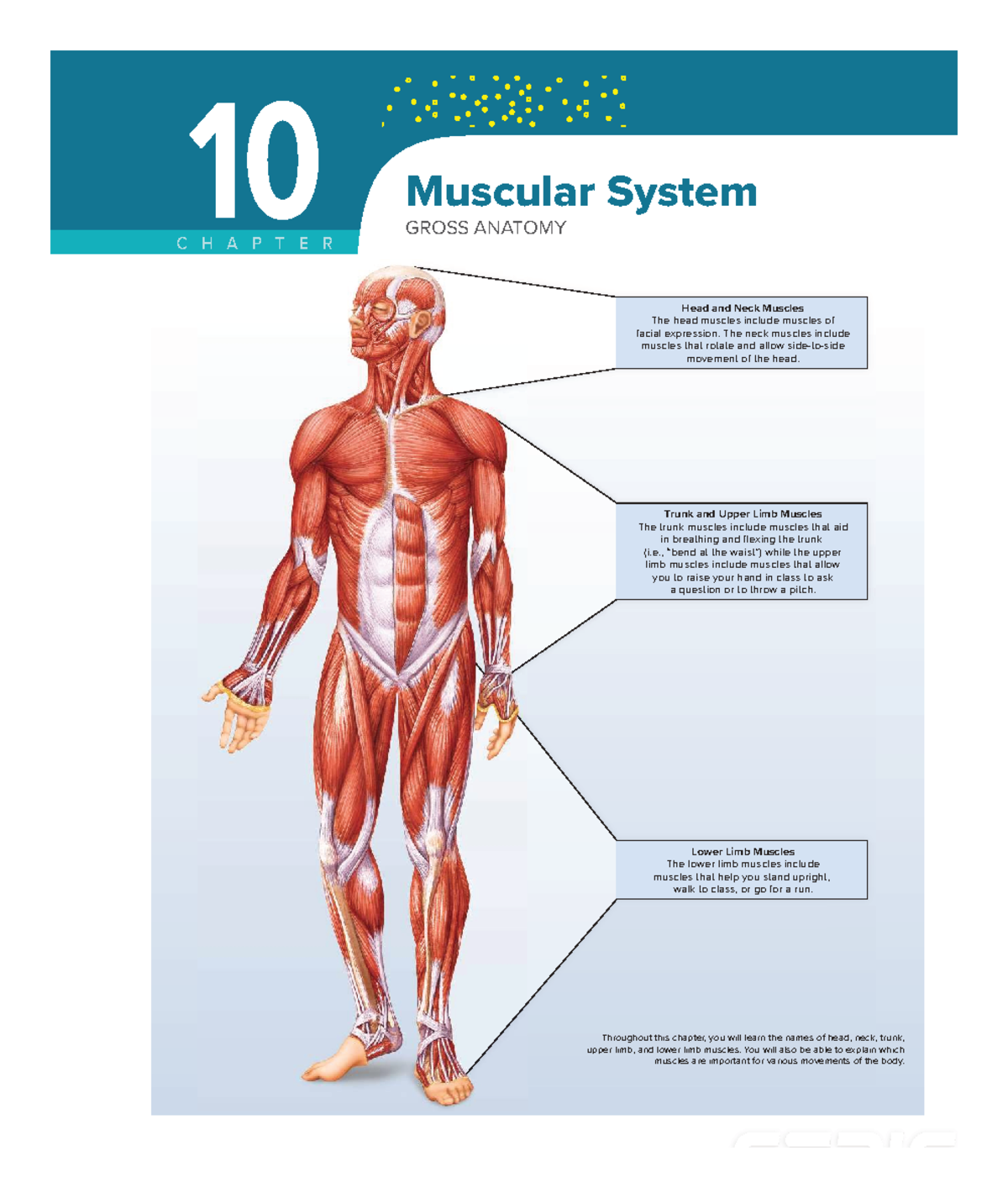 ISTUDY 10: Muscular System Gross Anatomy - Head, Neck, and Limbs - Studocu