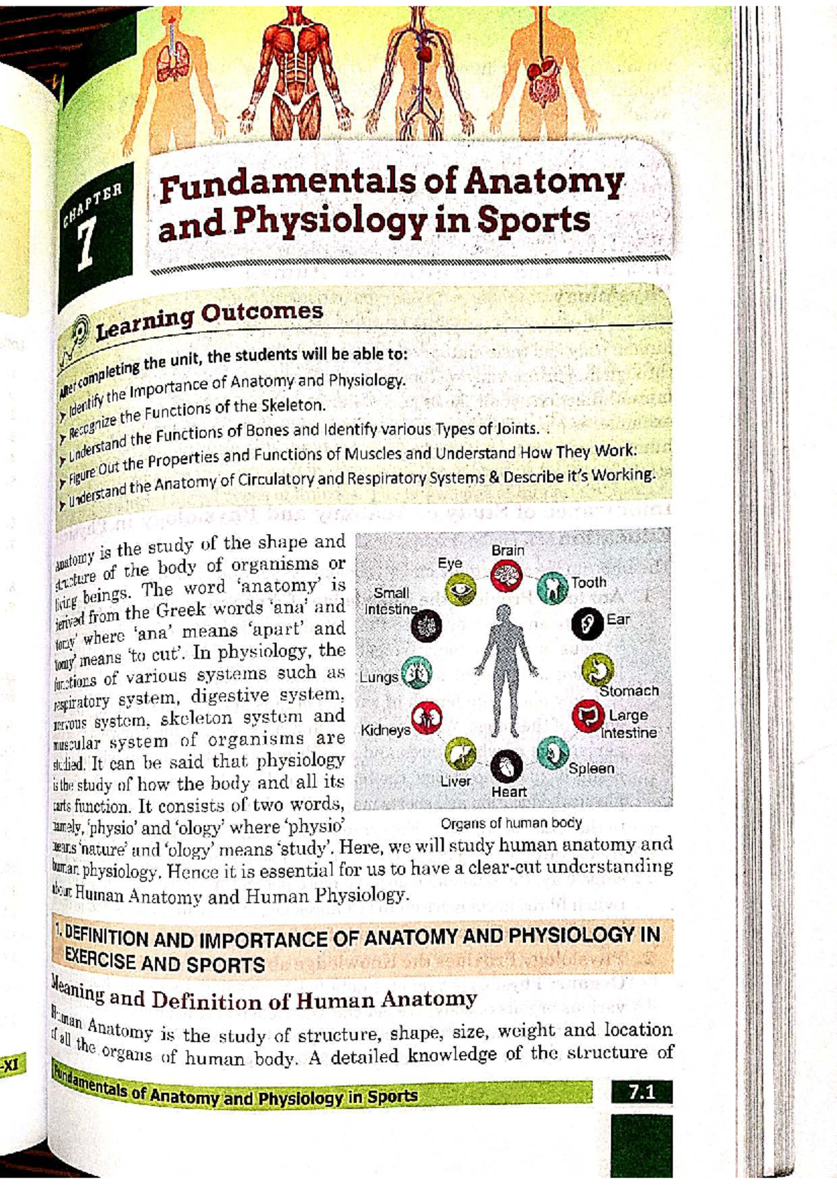CHAPTER 7: Fundamentals of Anatomy and Physiology in Sports - Studocu