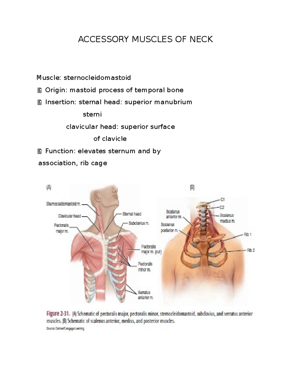 Accessory Muscles Respiratory Muscle Function In The Newborn: A