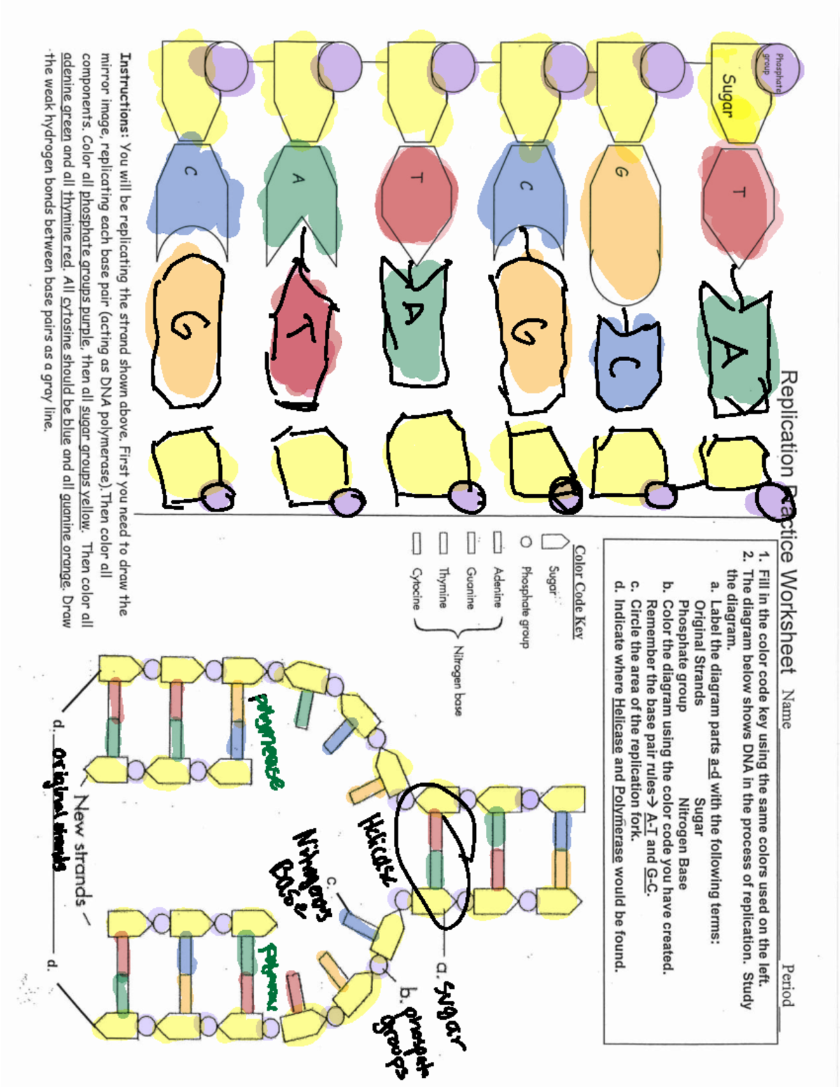DNA Replication Practice Worksheet - Coloring Activity 2020 - Studocu