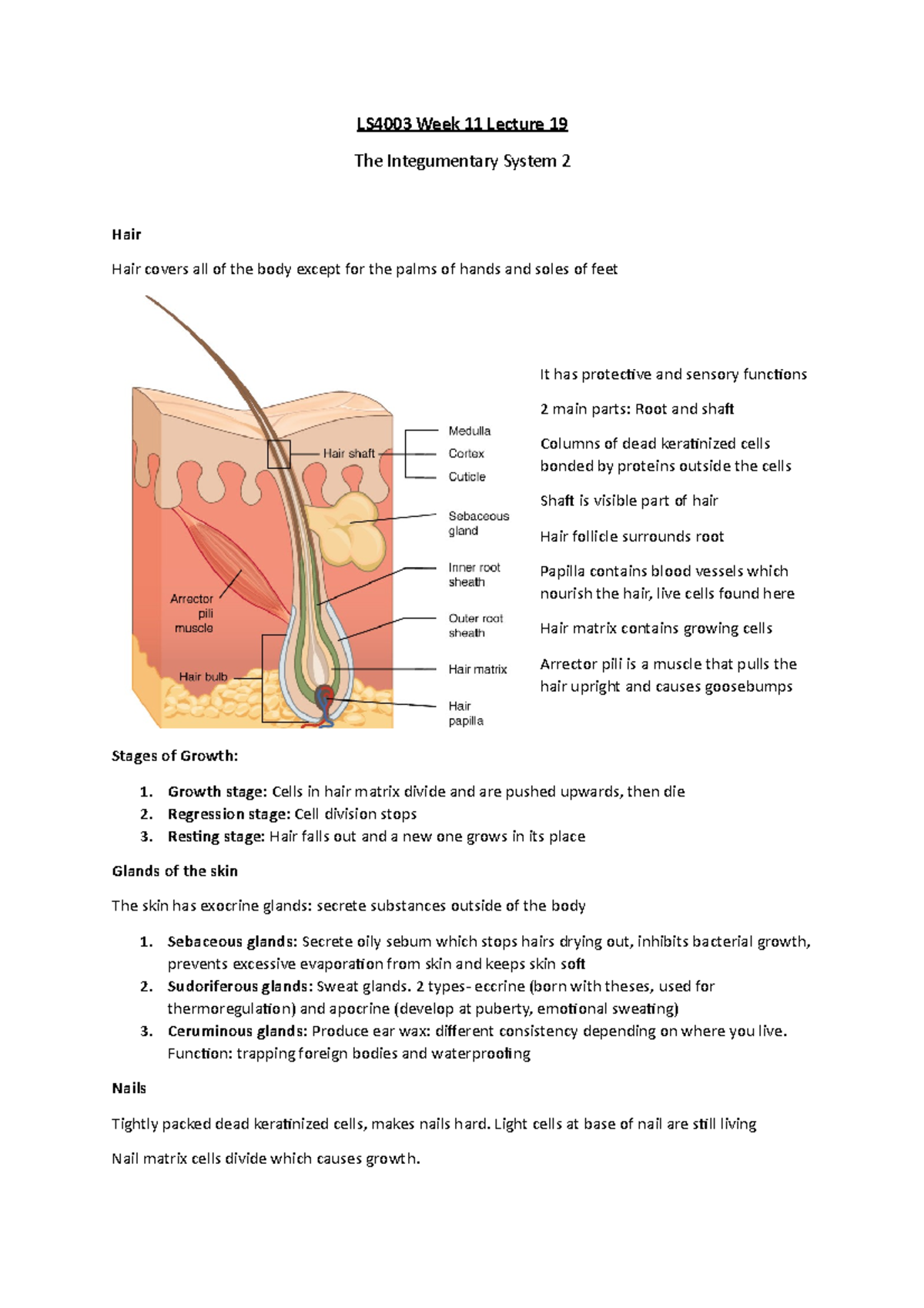 LS4003 Week 11 Lecture 19: Integumentary System Overview - Studocu