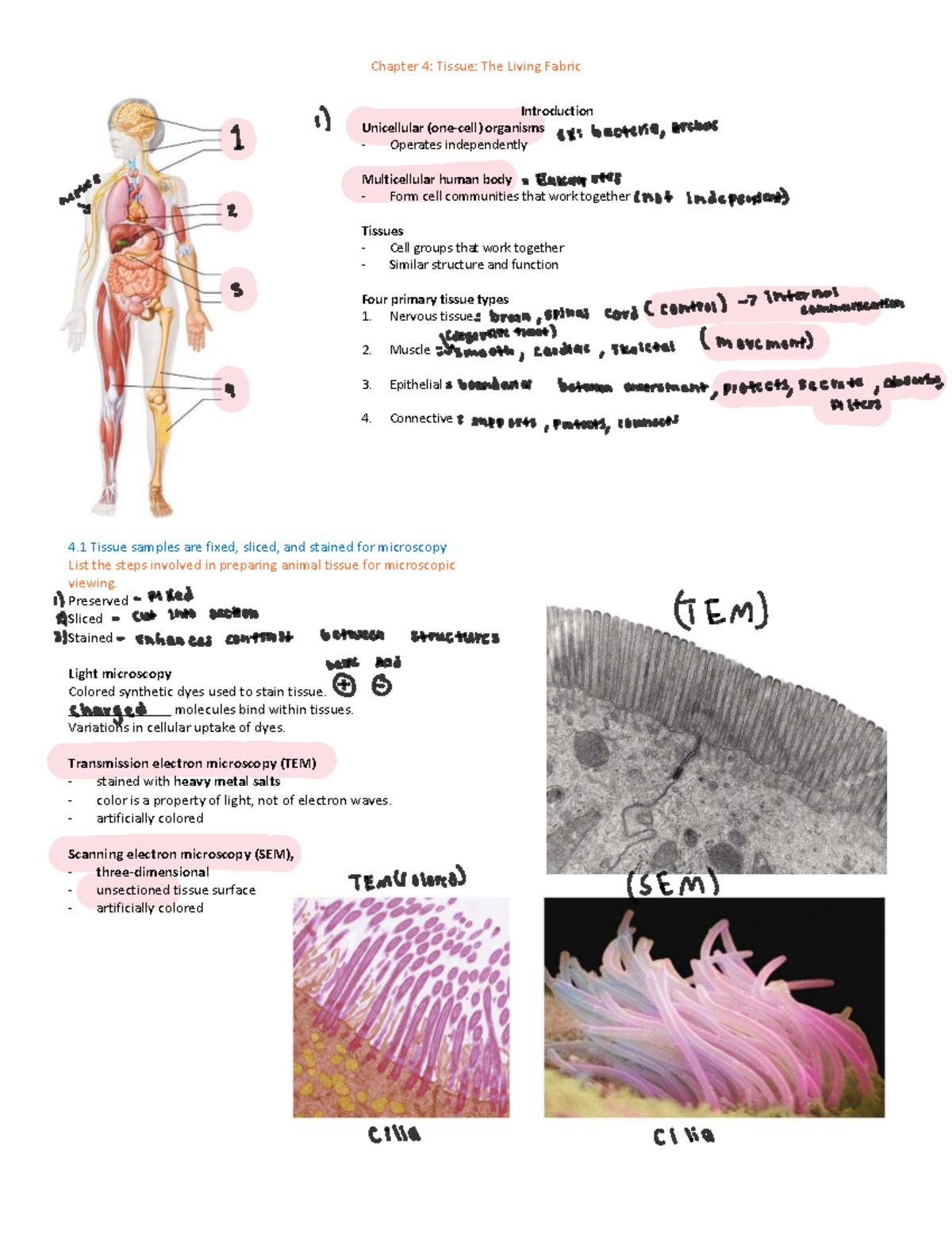 Glandular and Connective Tissue Overview for BIOL 101 Chapter 4 - Studocu