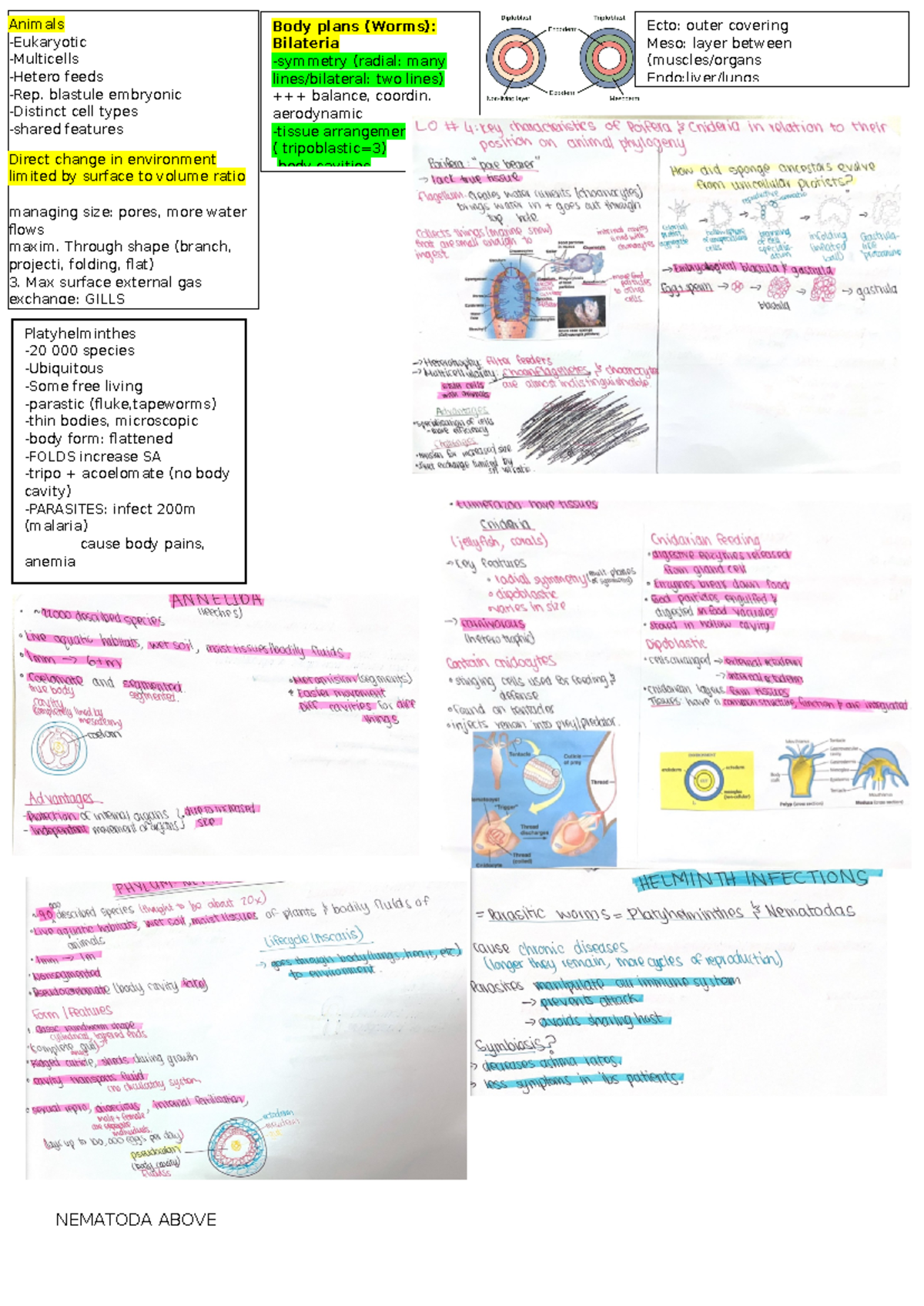 Biosci 108 Animal Topic Test A4 summary - NEMATODA ABOVE Body plans ...