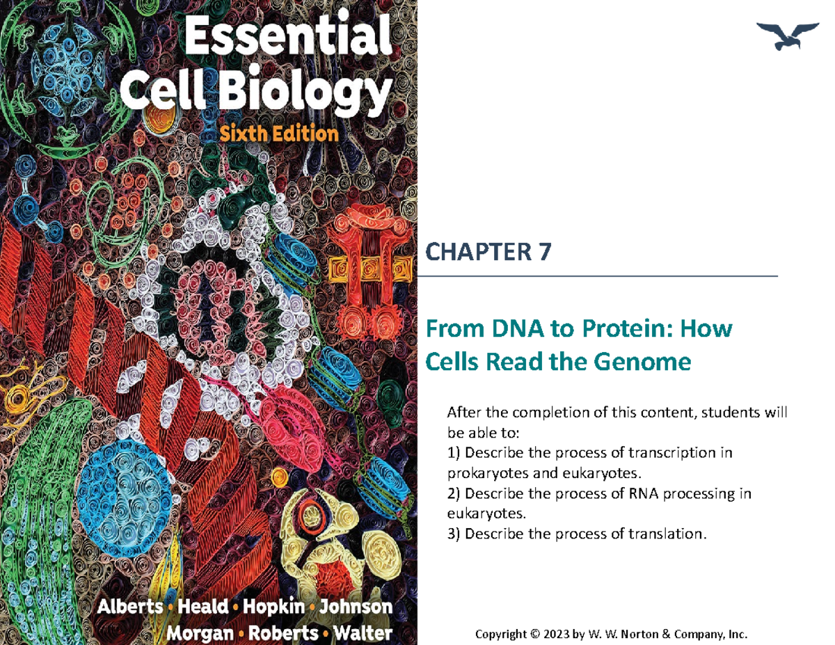 CHAPTER 7: From DNA to Protein - Lecture Notes on Transcription ...