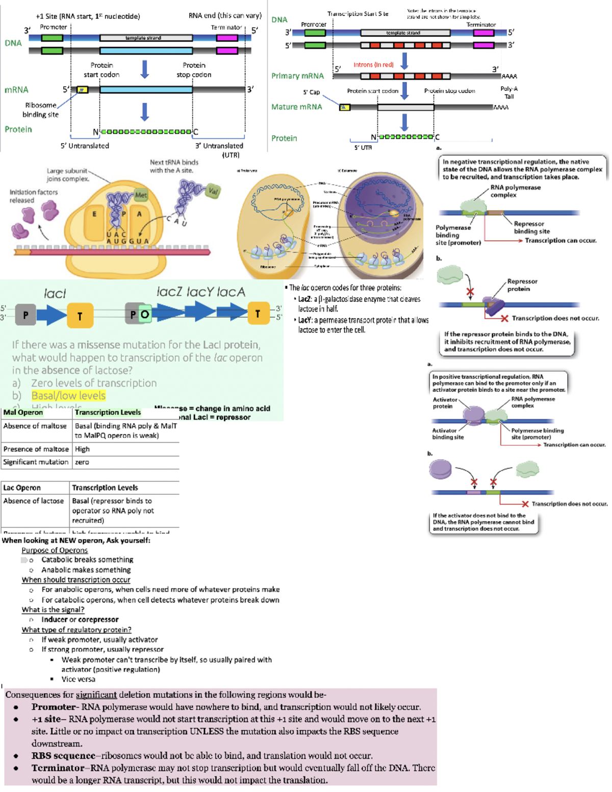 Bio 101 Final Exam Cheat Sheet - Key Concepts and Terms - Studocu