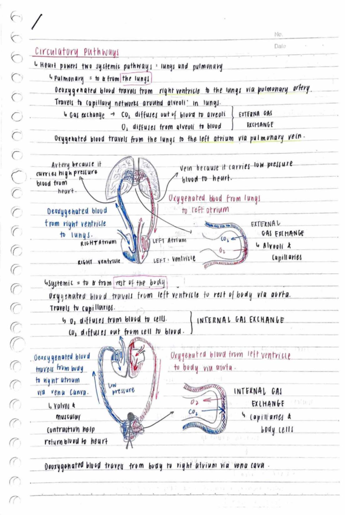 Biology Notes Year 11: Cellular Structure and Function - Studocu