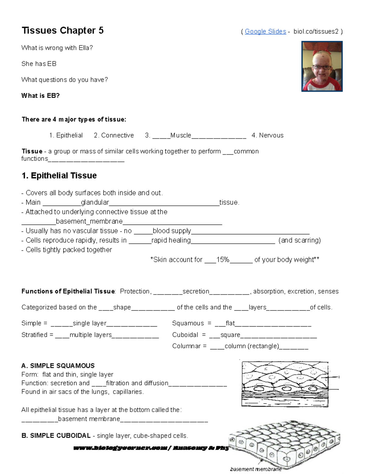 Tissue Notes - BIOL 101: Chapter 5 Overview and Highlights - Studocu